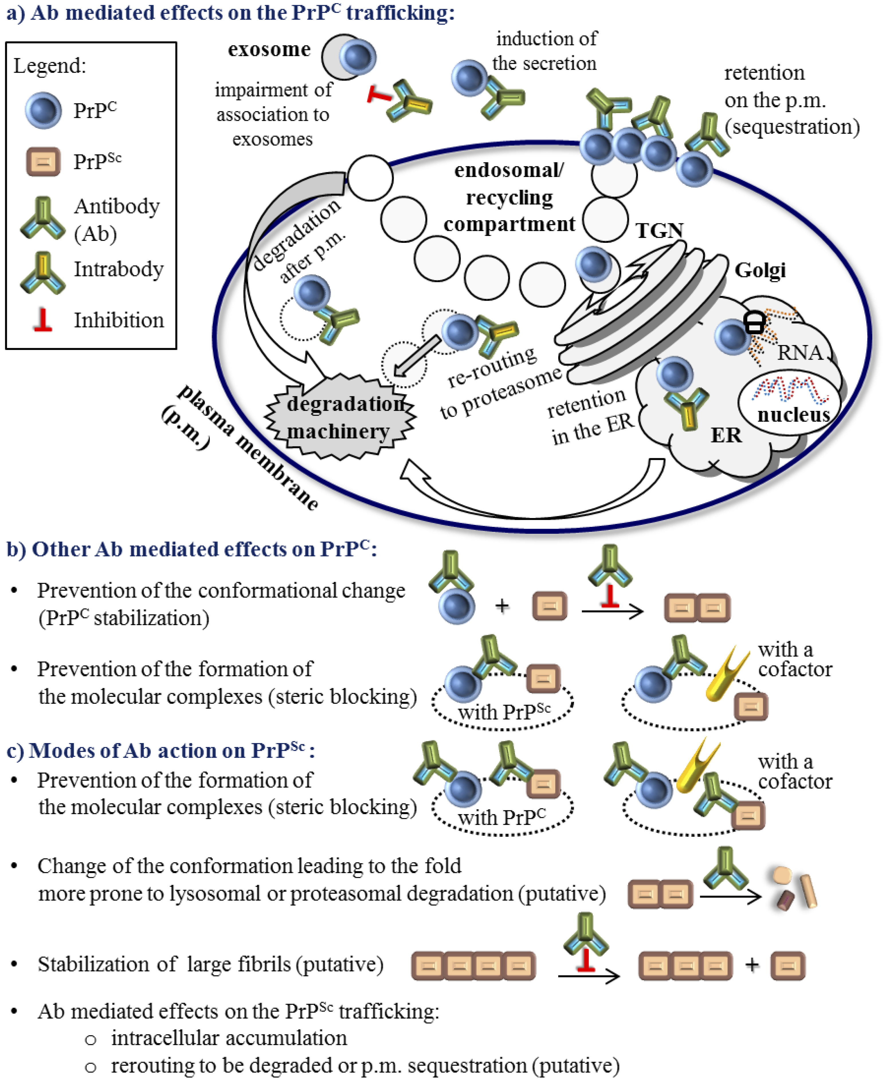 Viruses | Free Full-Text | Prion Protein-Specific Antibodies-Development, Modes  of Action and Therapeutics Application | HTML