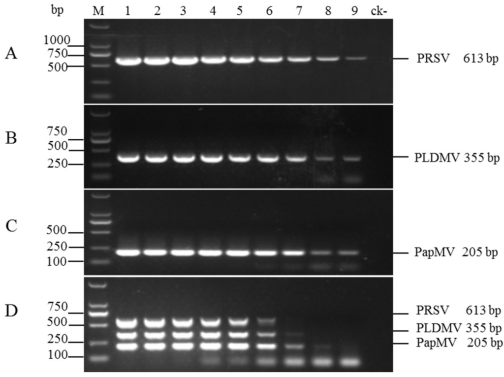 Viruses | Free Full-Text | Development and Validation of a Multiplex  Reverse Transcription PCR Assay for Simultaneous Detection of Three Papaya  Viruses
