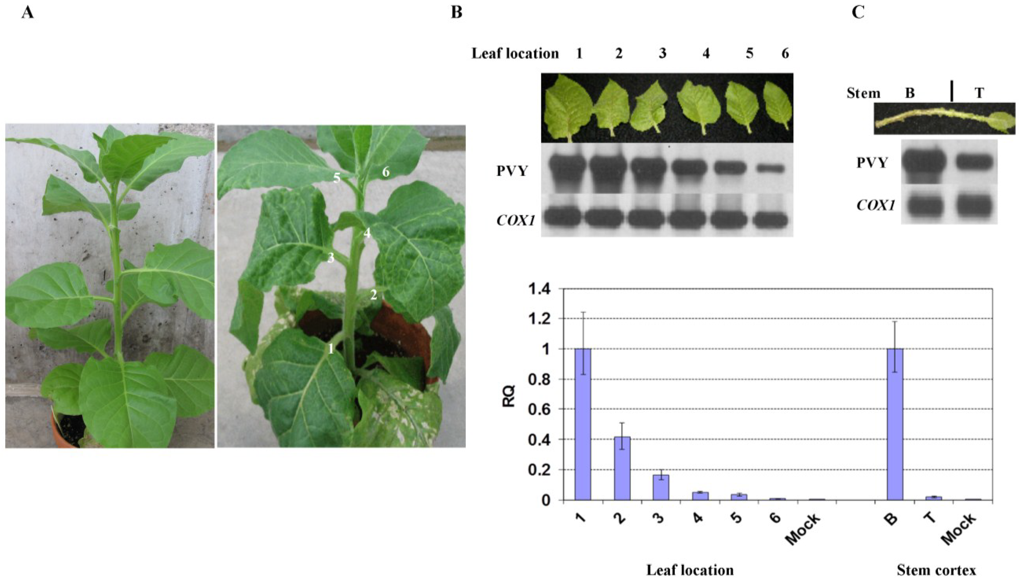 Viruses Free Full Text Host Recovery And Reduced Virus Level In The Upper Leaves After Potato Virus Y Infection Occur In Tobacco And Tomato But Not In Potato Plants Html