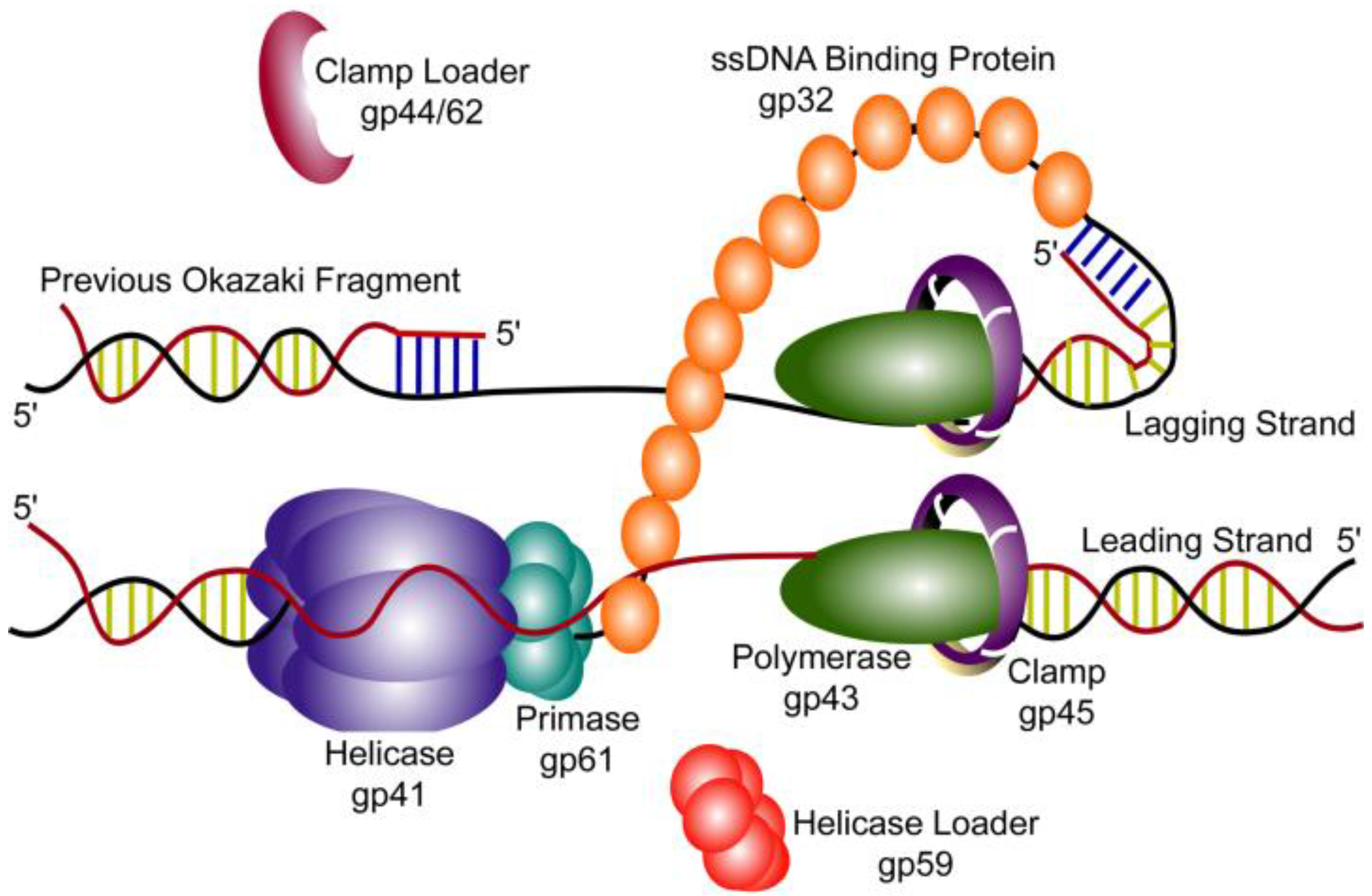 Viruses Free Full Text Coordinated DNA Replication By The 