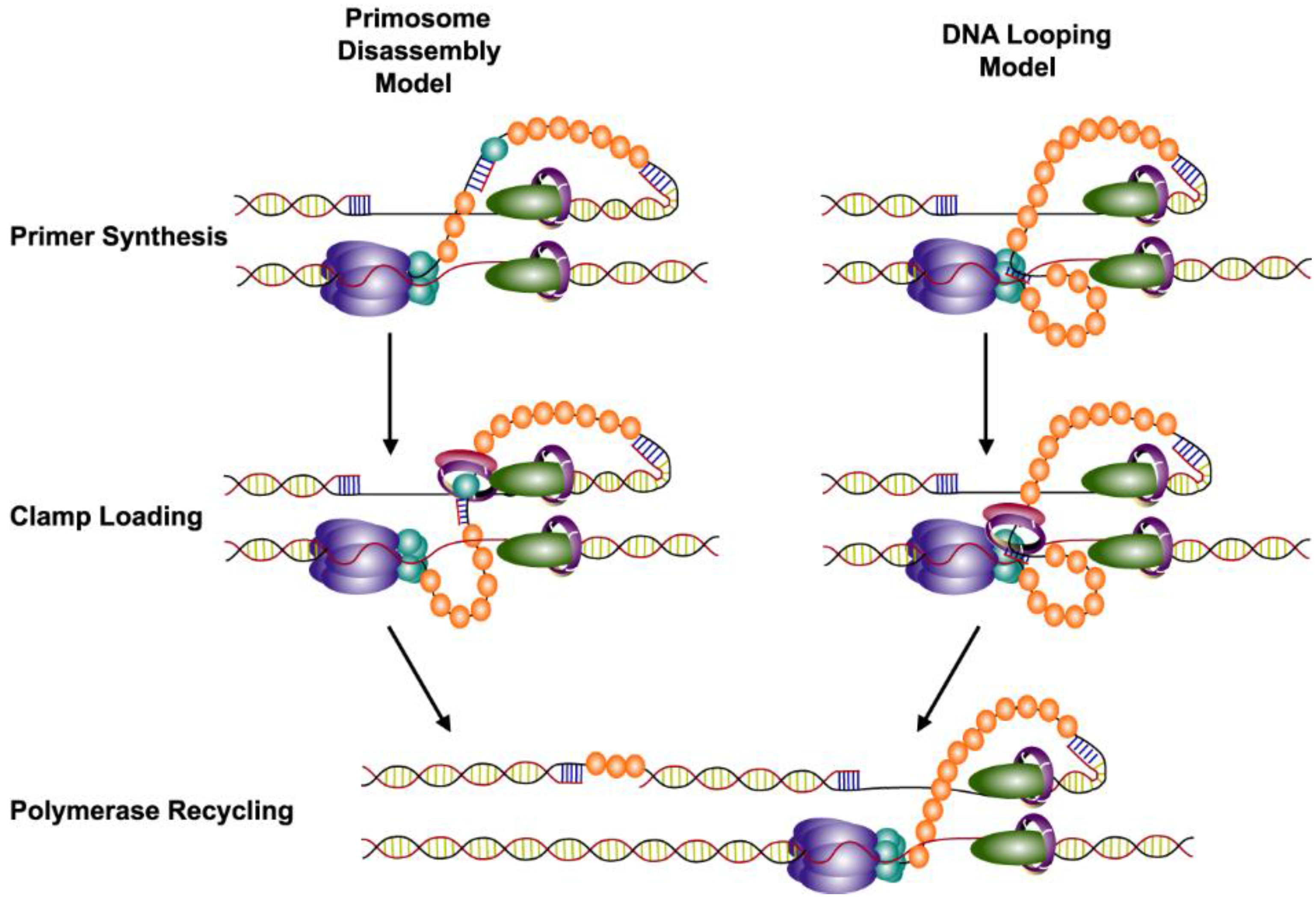 Viruses Free Full Text Coordinated Dna Replication By The Bacteriophage T4 Replisome Html