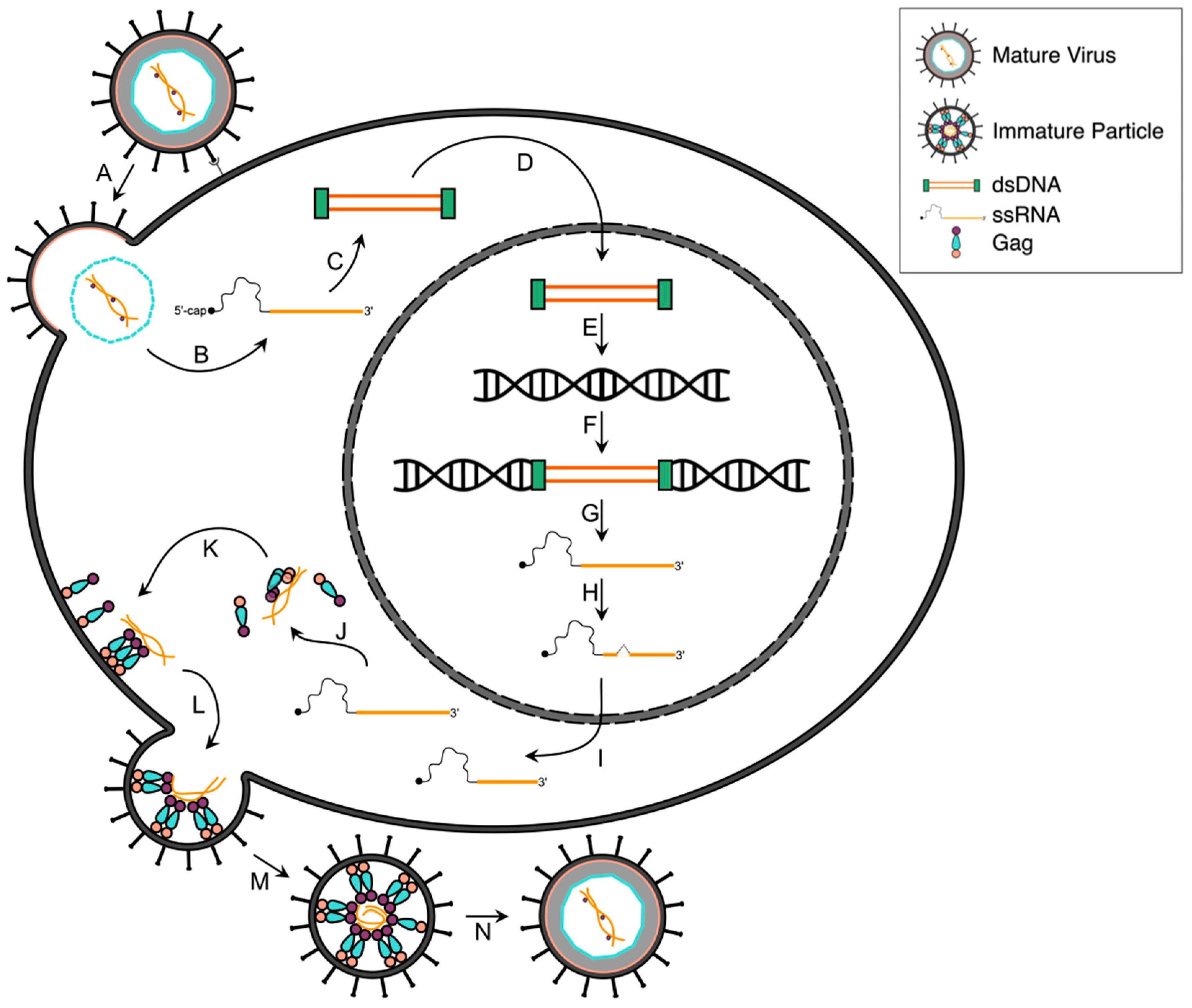 Viruses | Free Full-Text | Molecular Studies of HTLV-1 Replication: An  Update