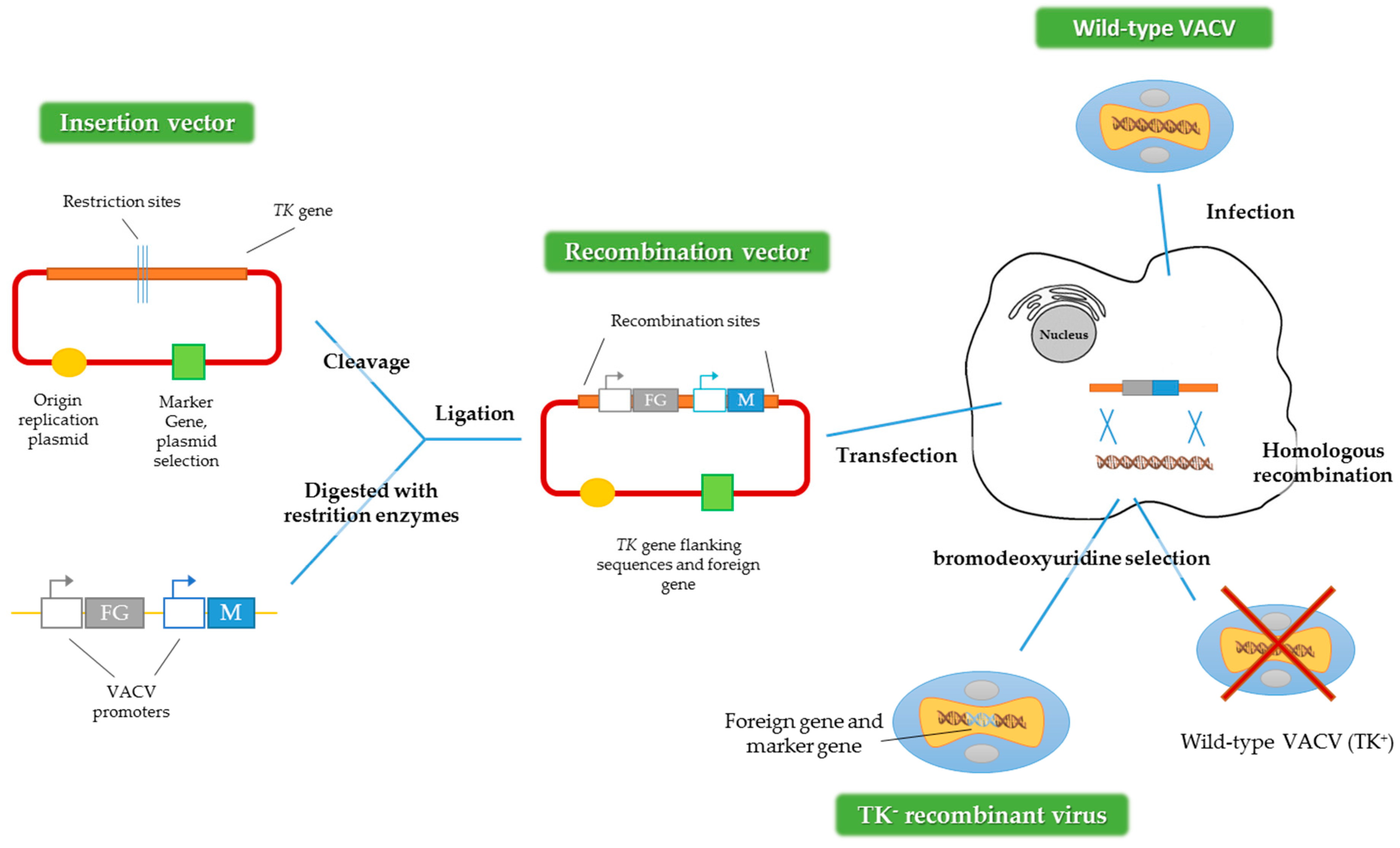 Viruses | Free Full-Text | Use of Reporter Genes in the Generation of