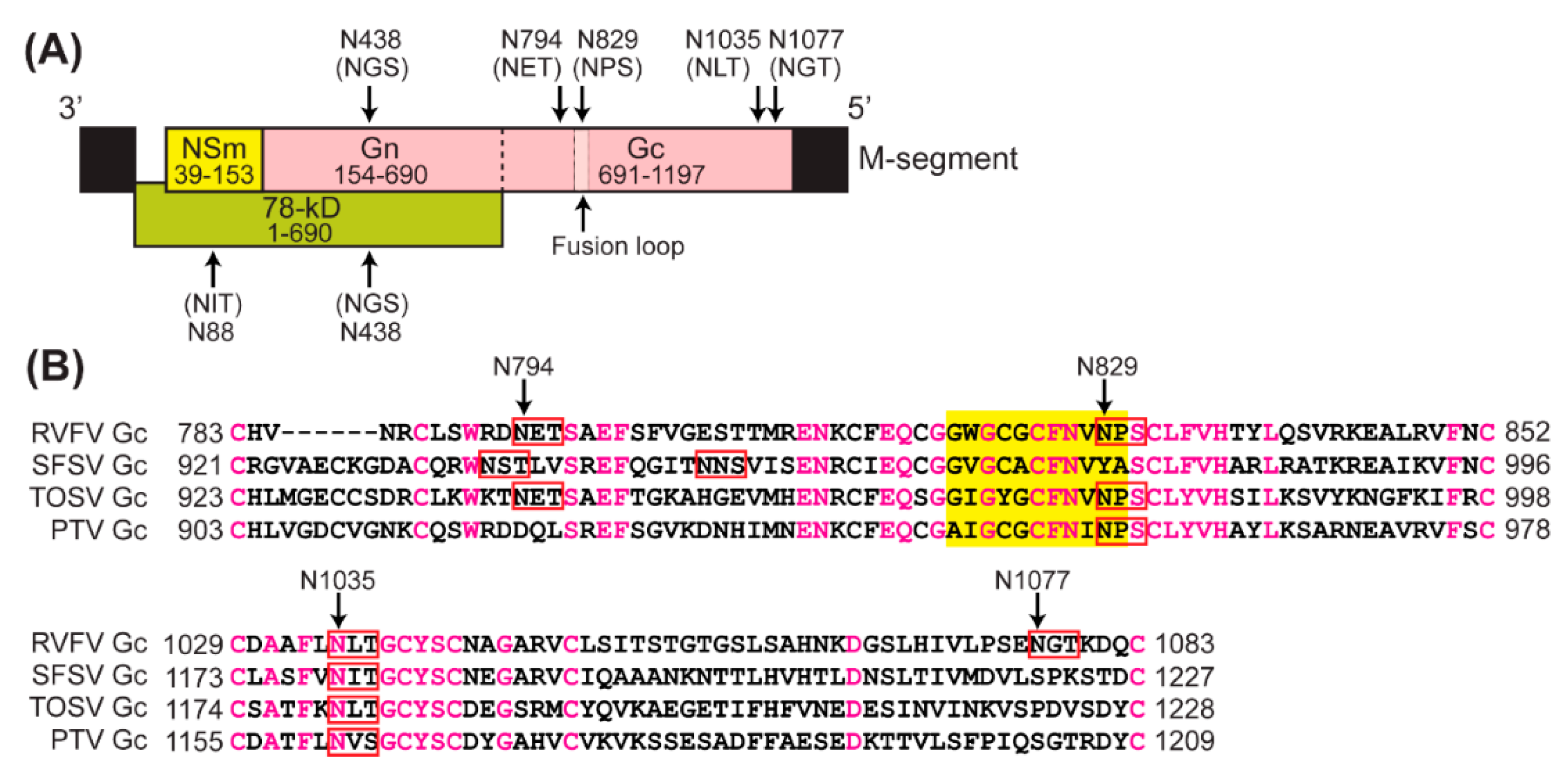 Viruses Free Full Text N Glycans On The Rift Valley Fever Virus Envelope Glycoproteins Gn And Gc Redundantly Support Viral Infection Via Dc Sign Html