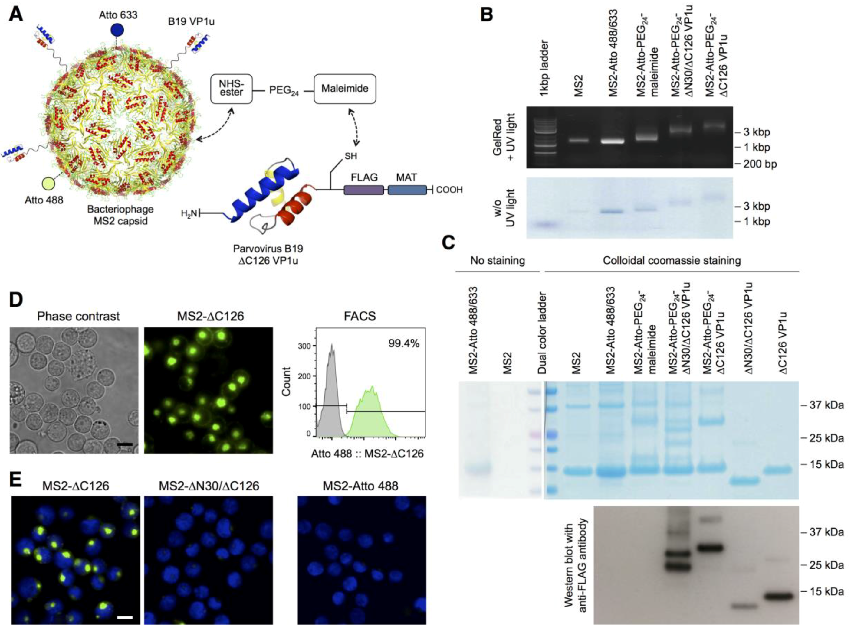 Viruses | Free Full-Text | The VP1u Receptor Restricts Parvovirus B19