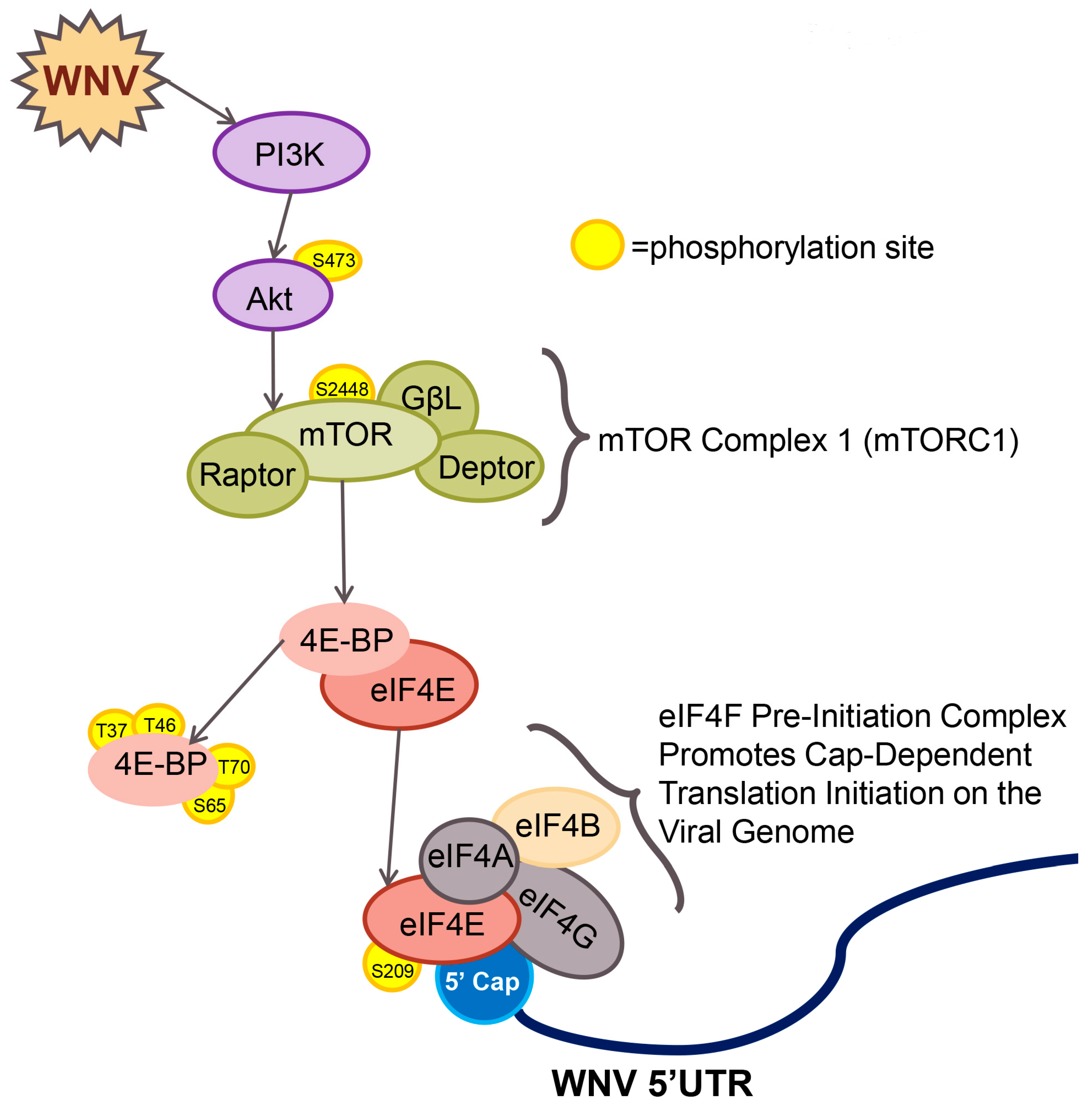 Viruses | Free Full-Text | 4EBP-Dependent Signaling Supports West Nile  Virus Growth and Protein Expression
