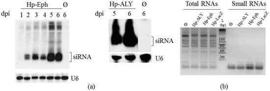 Viruses | Special Issue : Molecular Plant Virus—Insect Vector Interactions