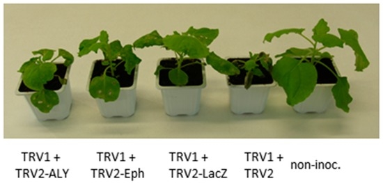 Viruses | Special Issue : Molecular Plant Virus—Insect Vector Interactions