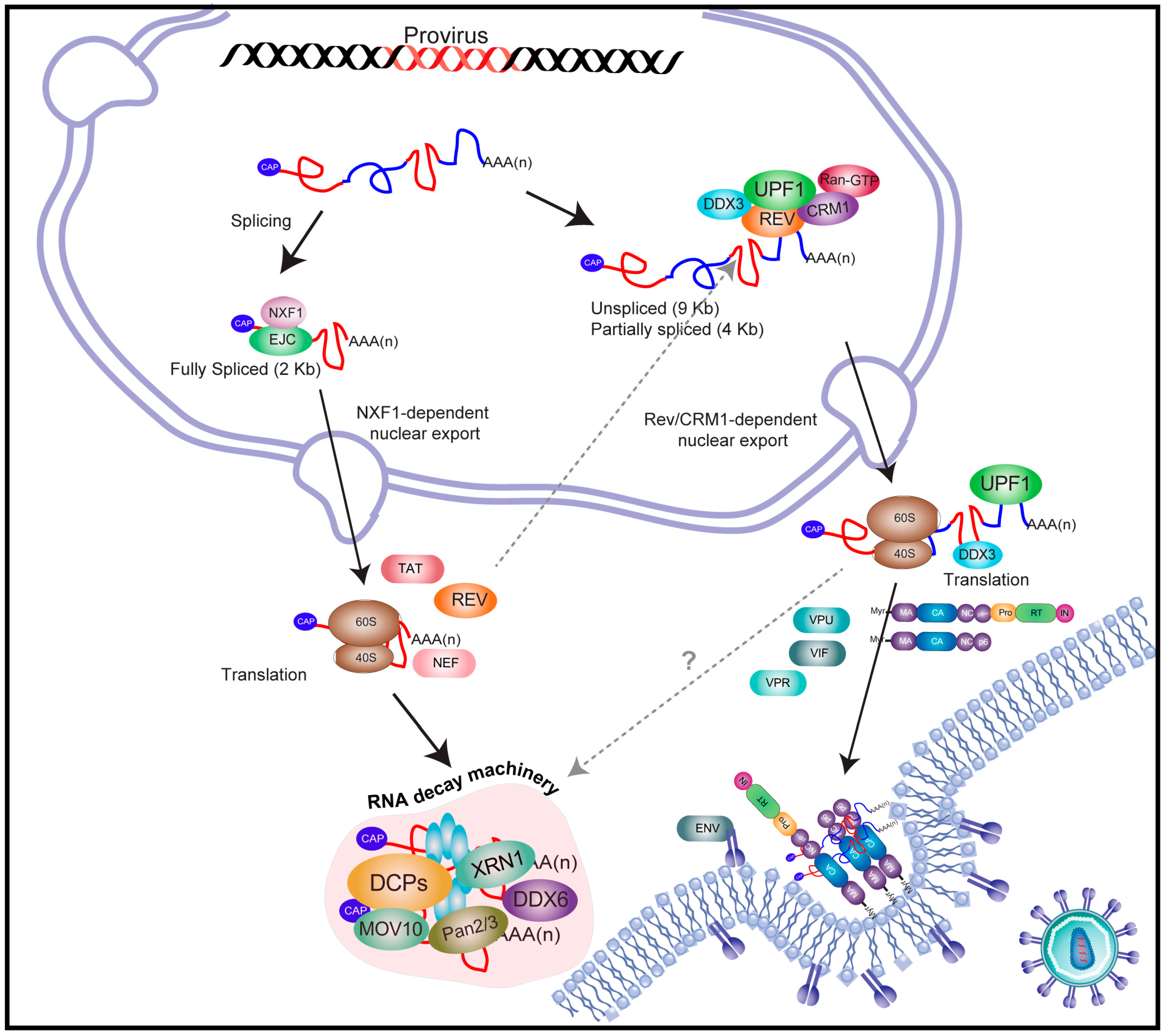 Viruses | Free Full-Text | Interactions between the HIV-1 Unspliced