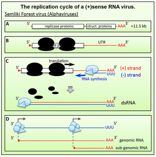 Viruses | Free Full-Text | Virus Escape and Manipulation of Cellular