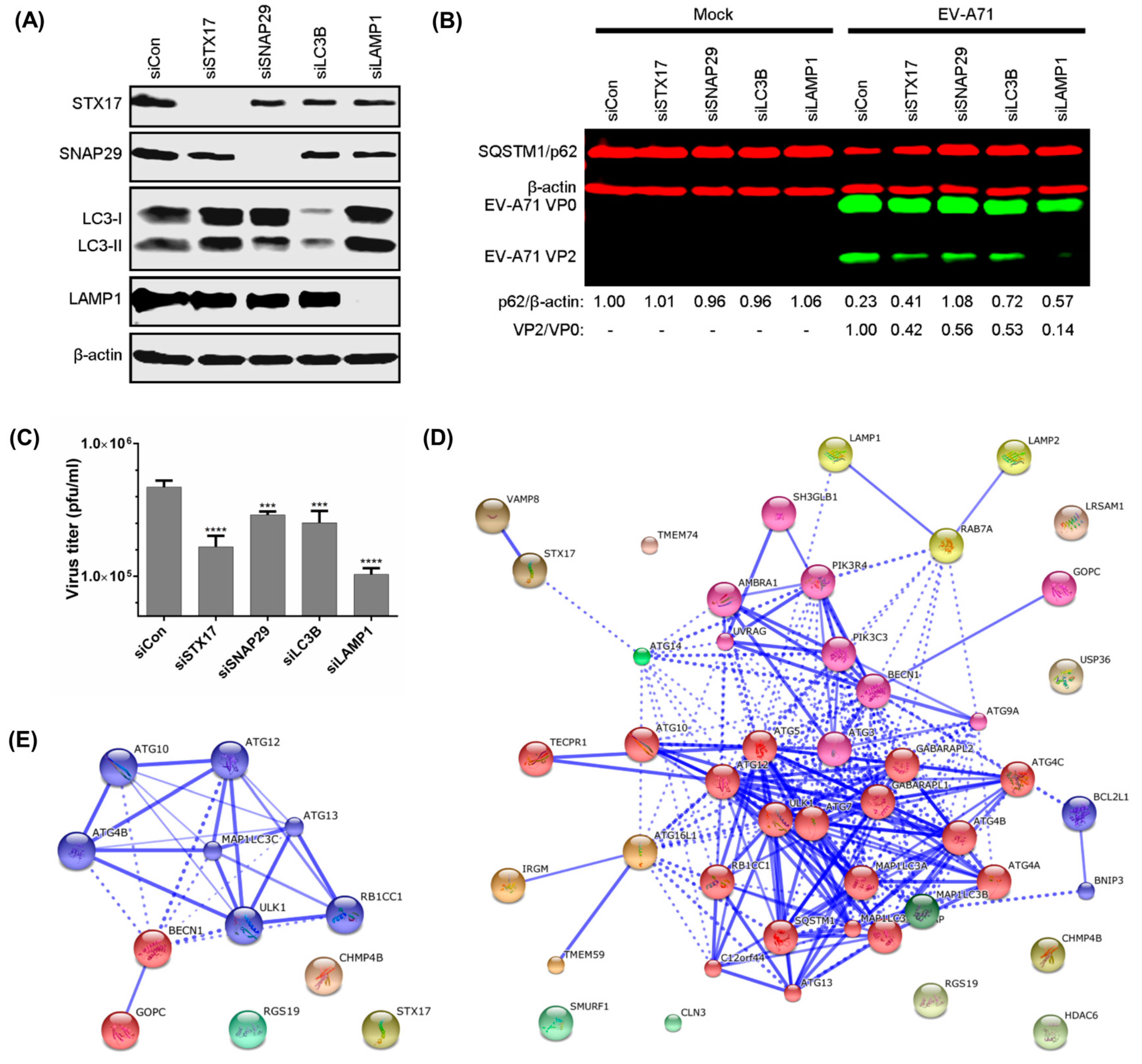 Non structured. Enterovirus a71. Synaptosome -associated Proteins. Snare Proteins.