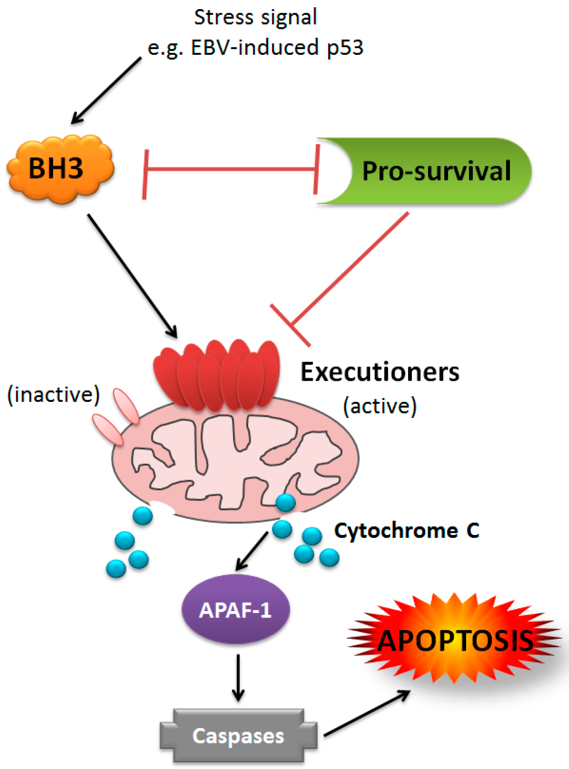 Viruses | Free Full-Text | EBV and Apoptosis: The Viral Master Regulator of  Cell Fate? | HTML