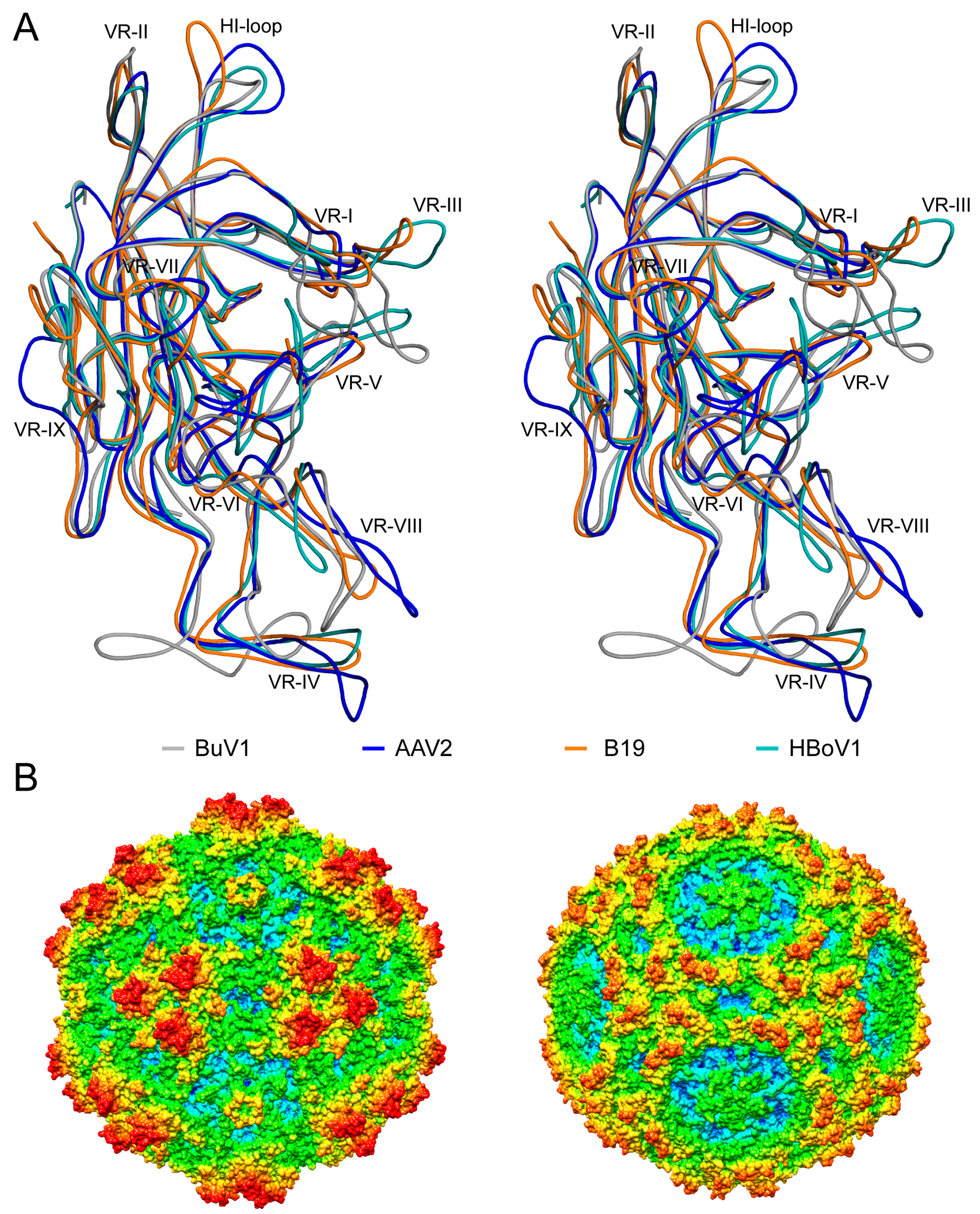 Viruses | Free Full-Text | Atomic Resolution Structures of Human  Bufaviruses Determined by Cryo-Electron Microscopy | HTML