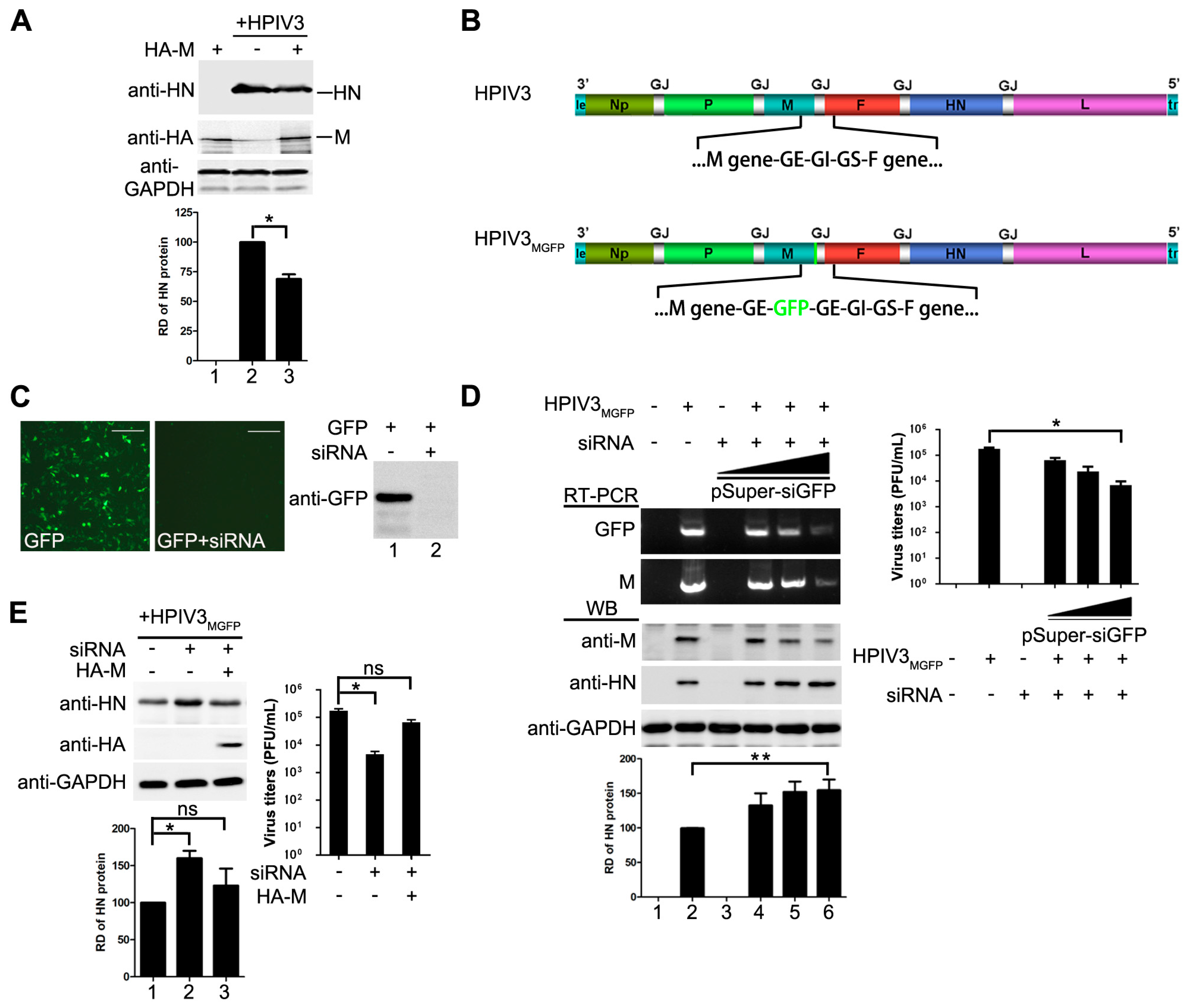 Viruses | Free Full-Text | Human Parainfluenza Virus Type 3 Matrix