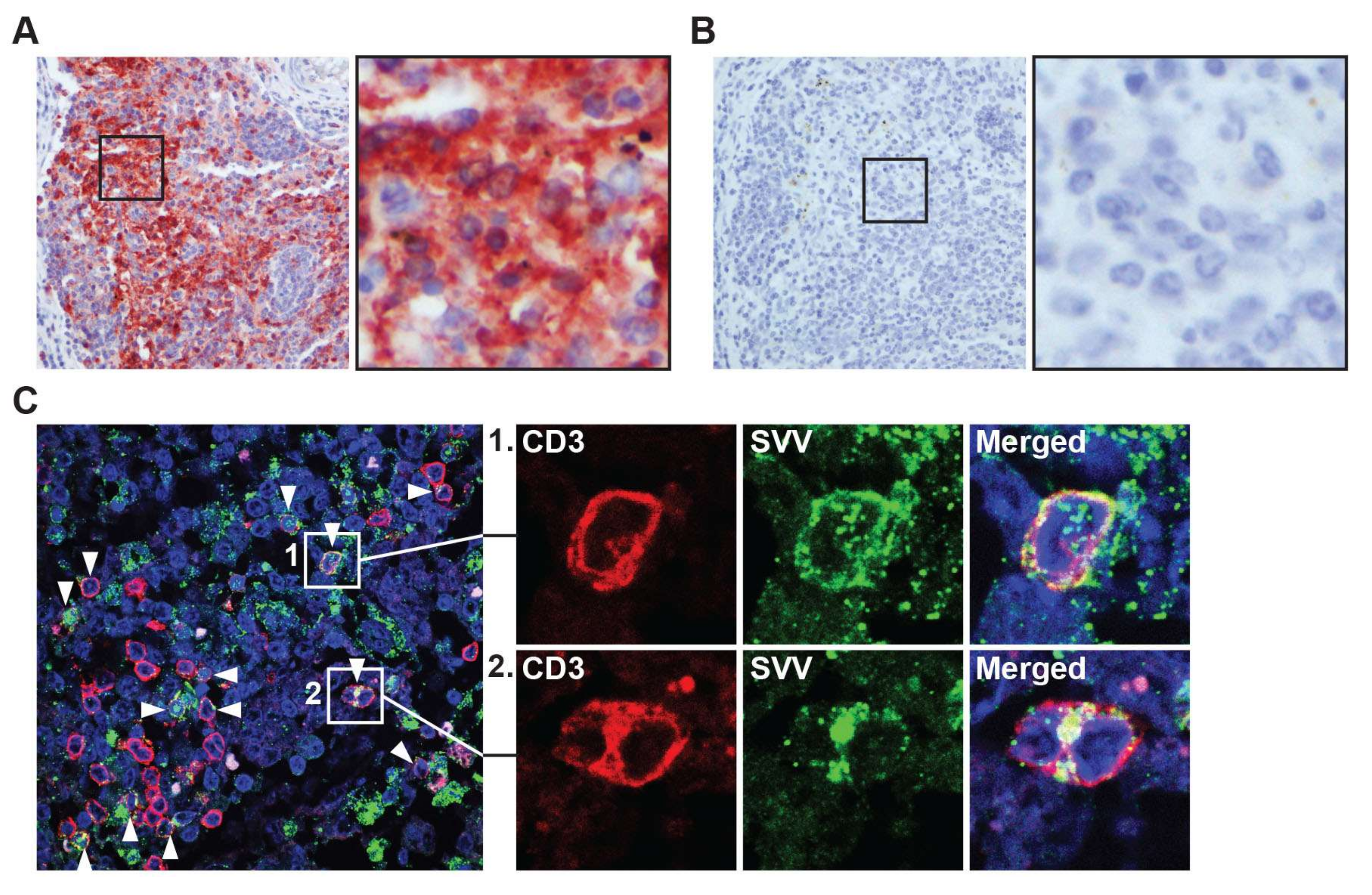 Viruses | Free Full-Text | Simian Varicella Virus Infects Enteric