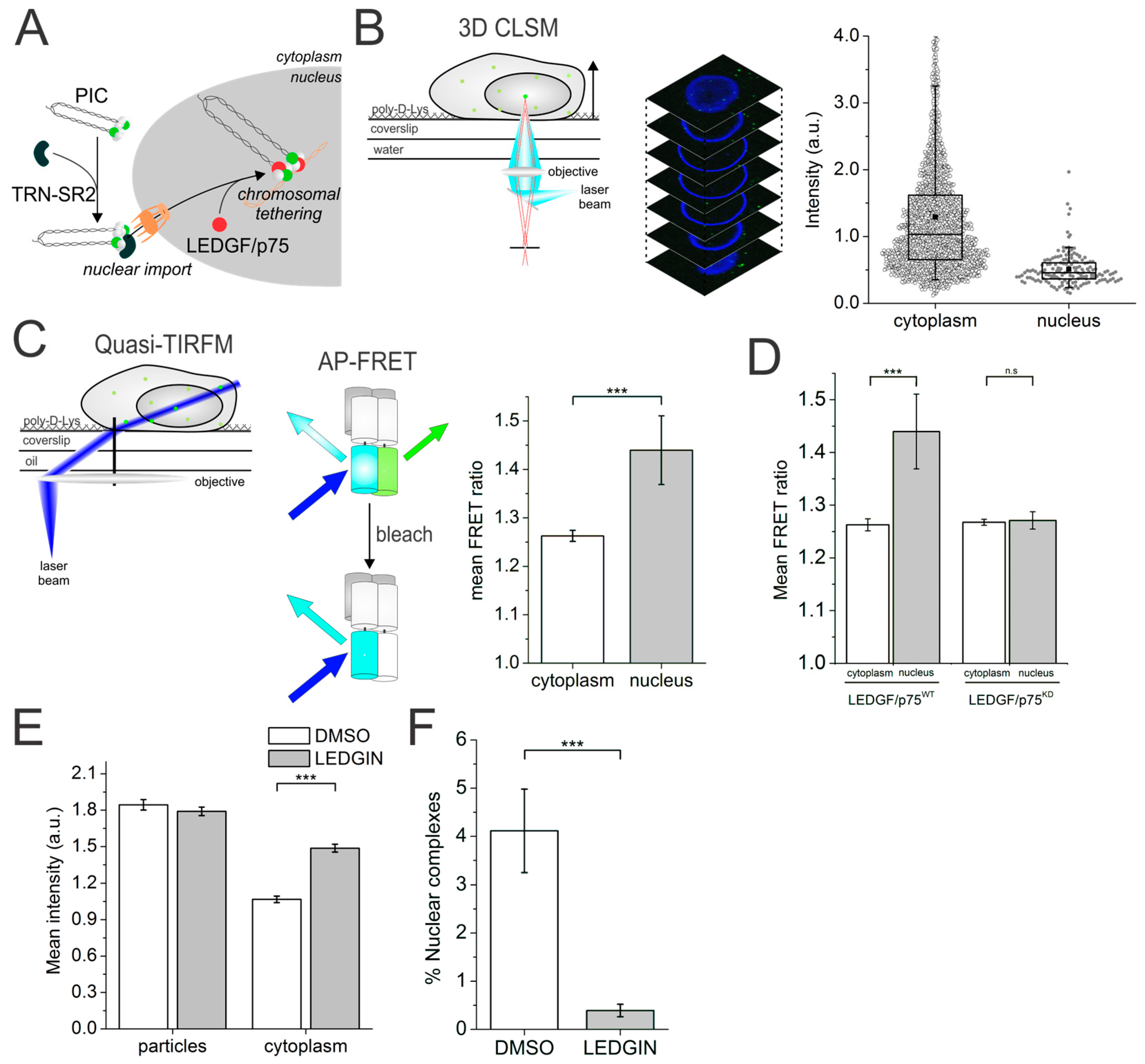 Studying Virus Replication with Fluorescence Microscopy