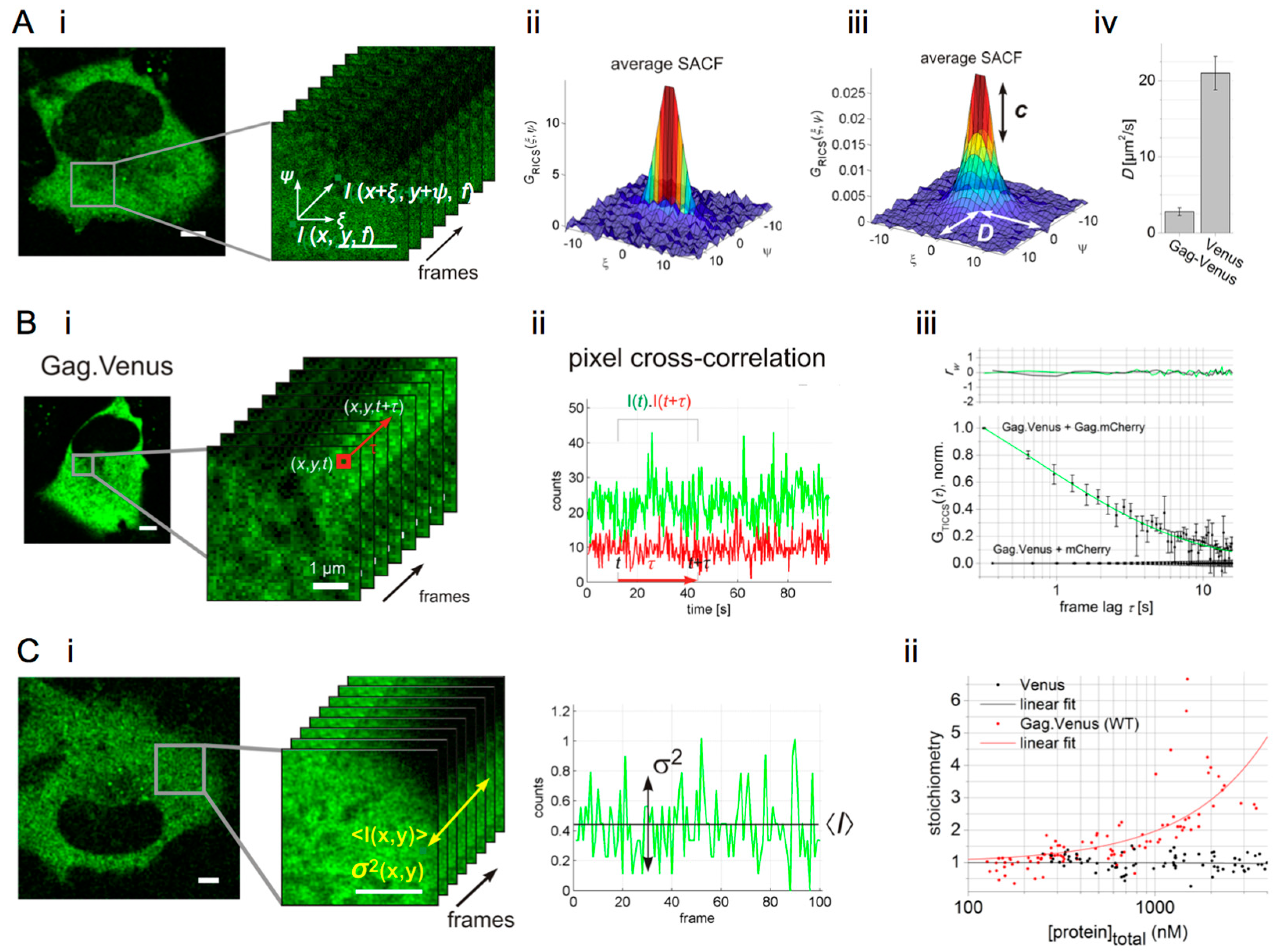 Advanced Quantitative Fluorescence Microscopy to Probe the Molecular  Dynamics of Viral Entry, Science Lab