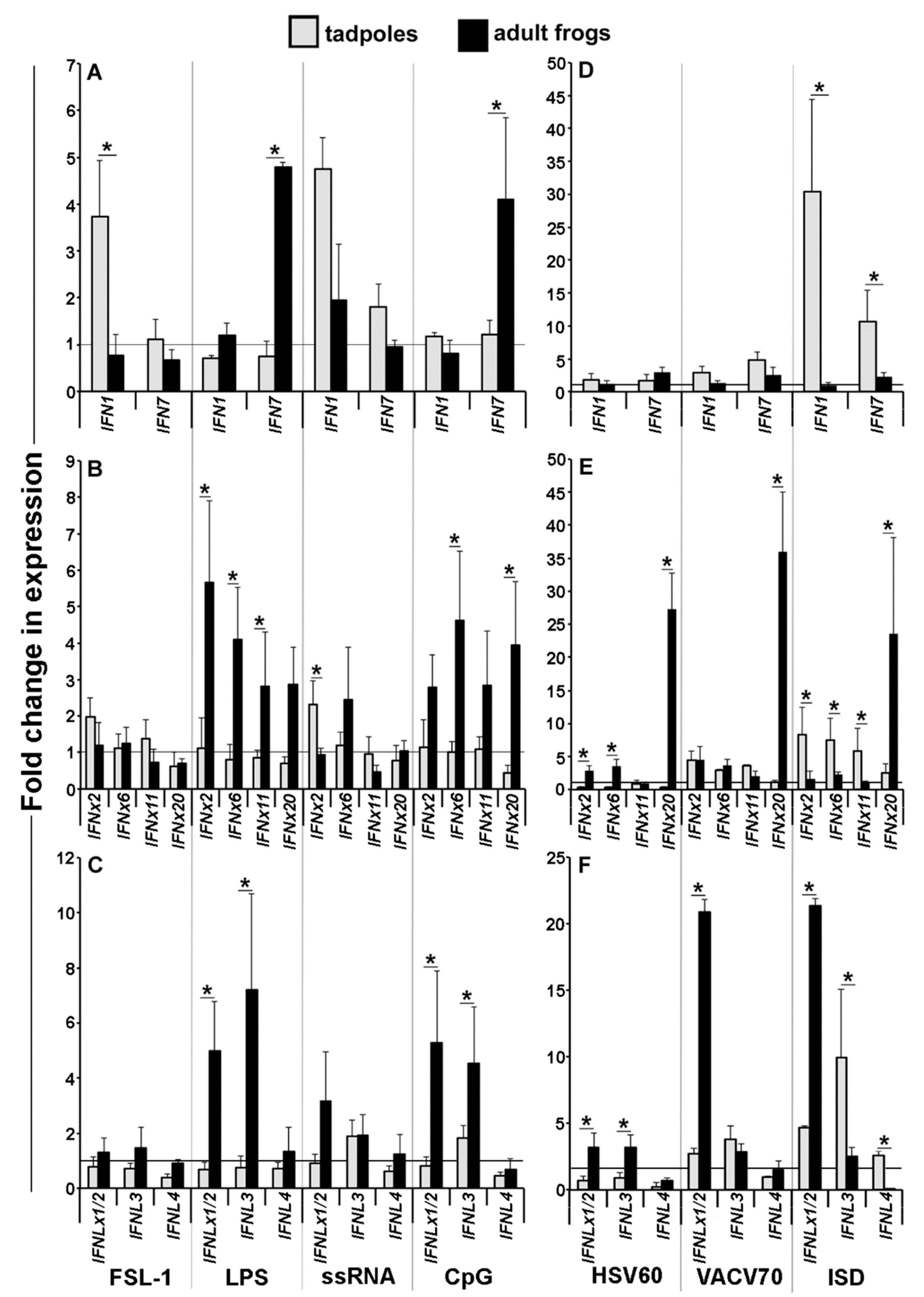 Viruses Free Full Text Amphibian Xenopus Laevis Tadpoles And