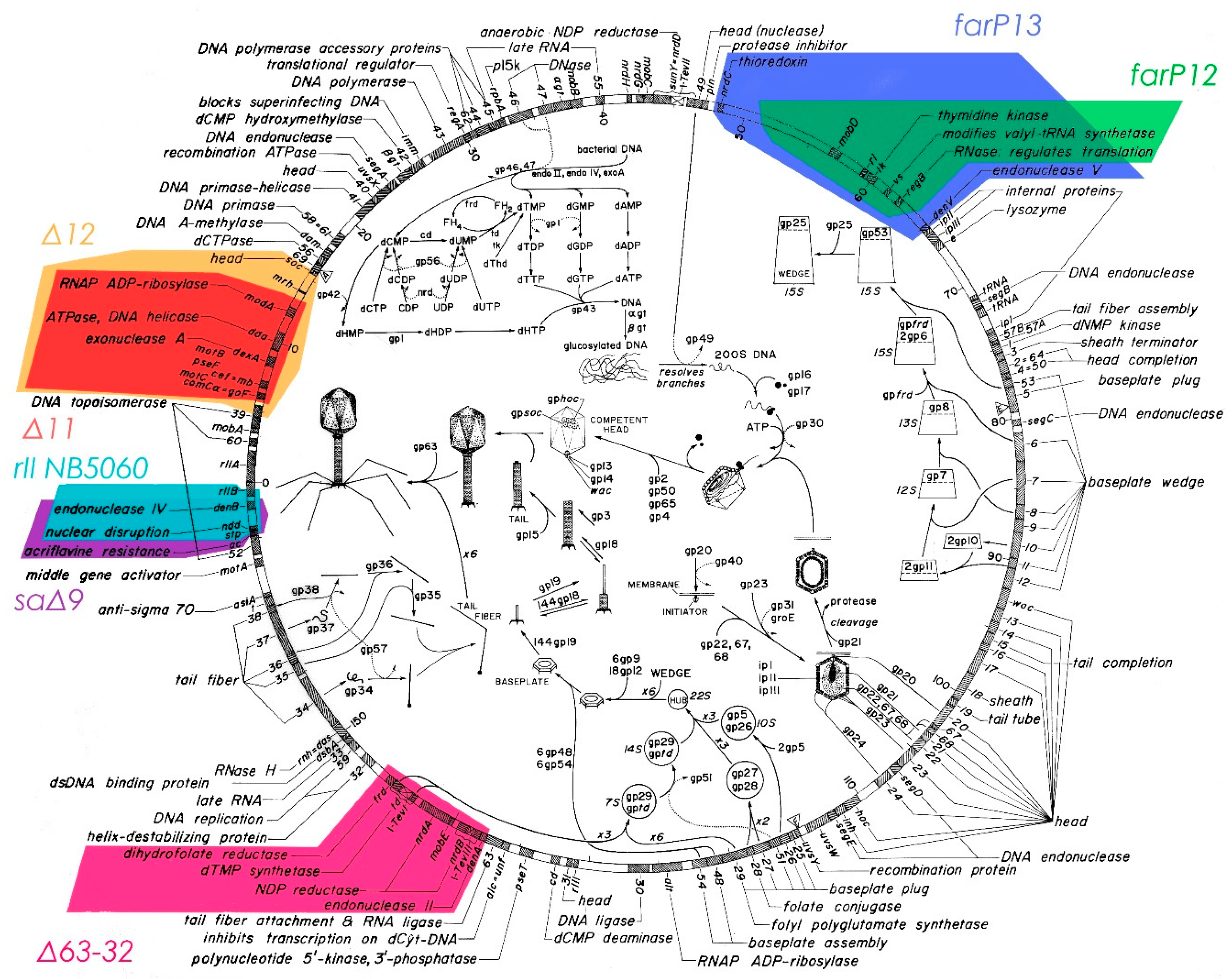 Viruses Free Full Text From Host To Phage Metabolism Hot Tales Of Phage T4 S Takeover Of E Coli Html