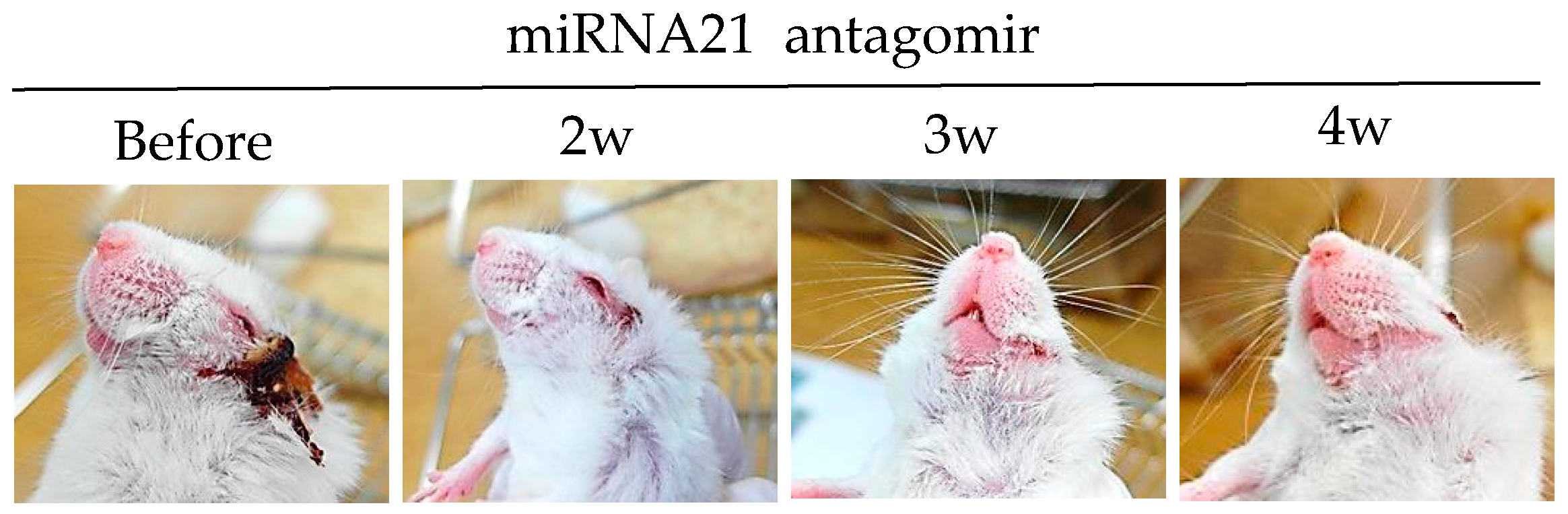 Viruses 10 00511 g003