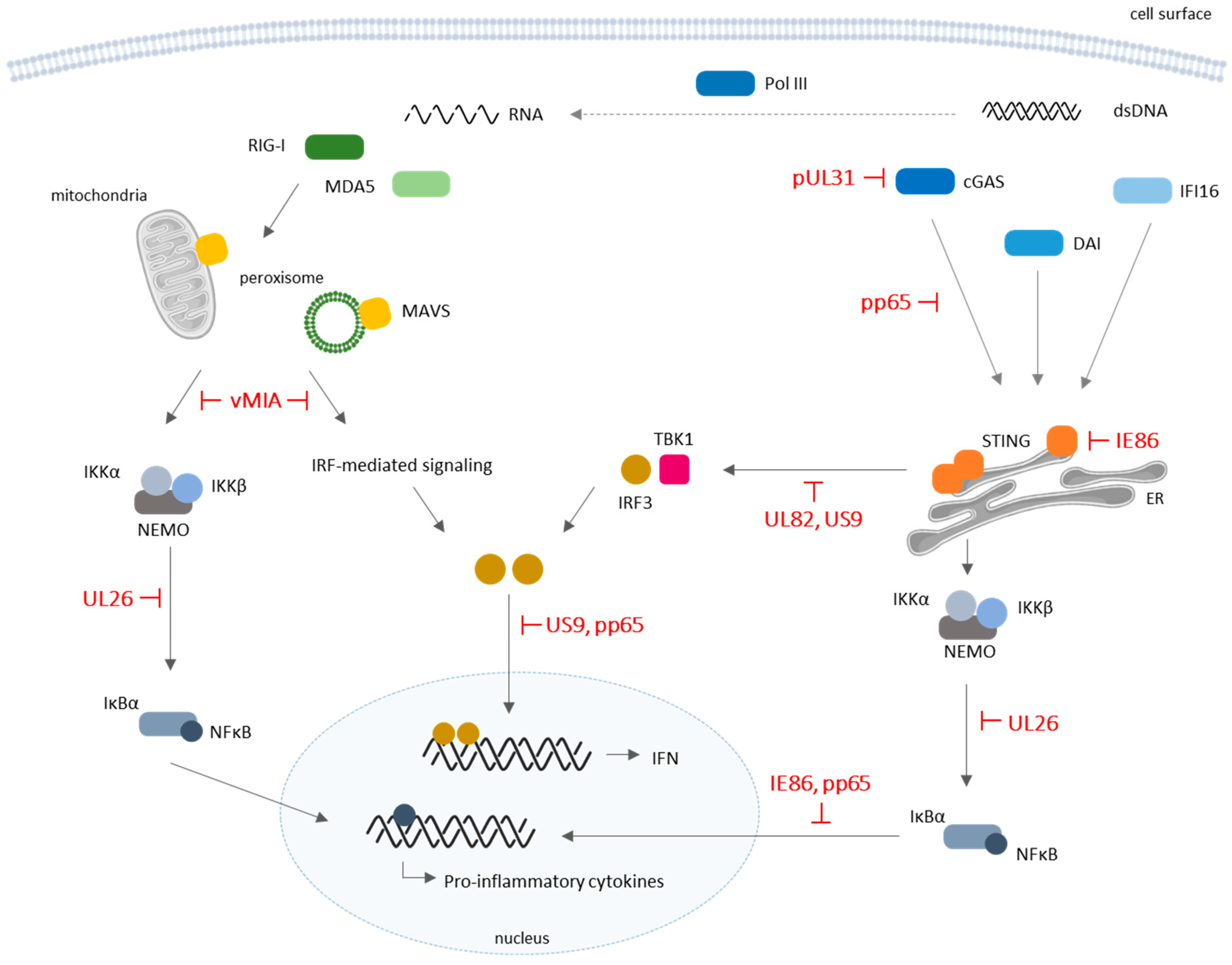 Viruses | Free Full-Text | The Interplay between Human Cytomegalovirus ...