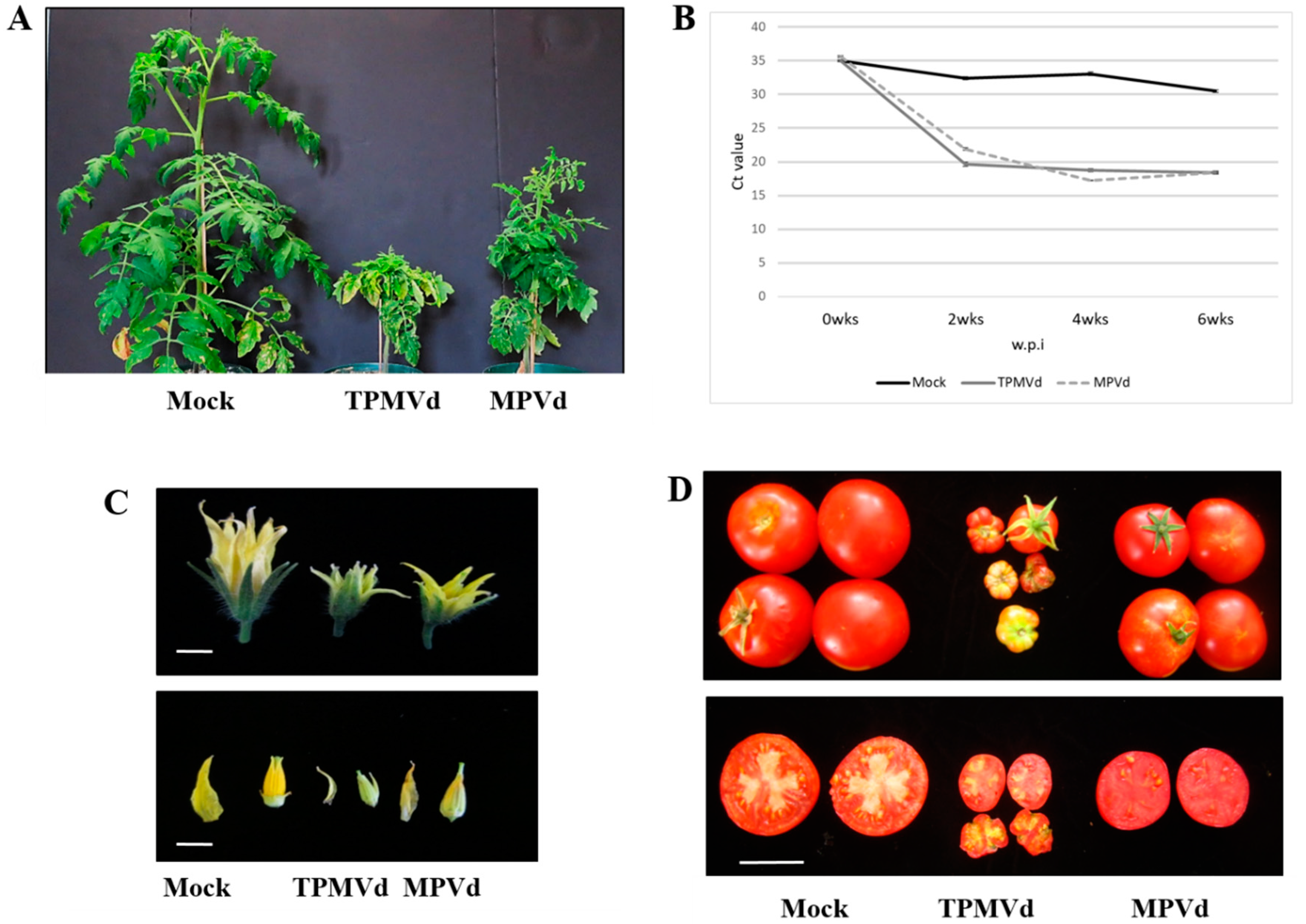 Viruses Free Full Text Pospiviroid Infection Of Tomato Regulates The Expression Of Genes Involved In Flower And Fruit Development Html