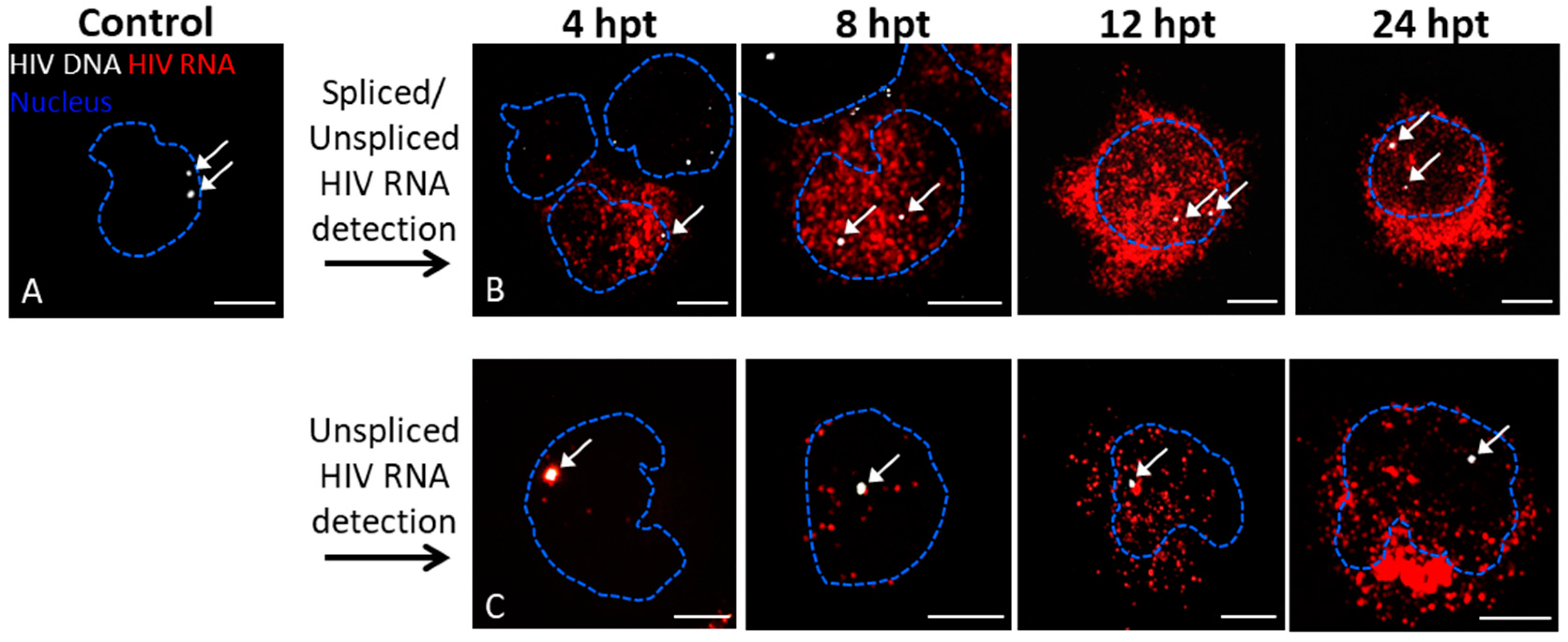 Viruses Free Full Text Visualization Of Hiv 1 Rna