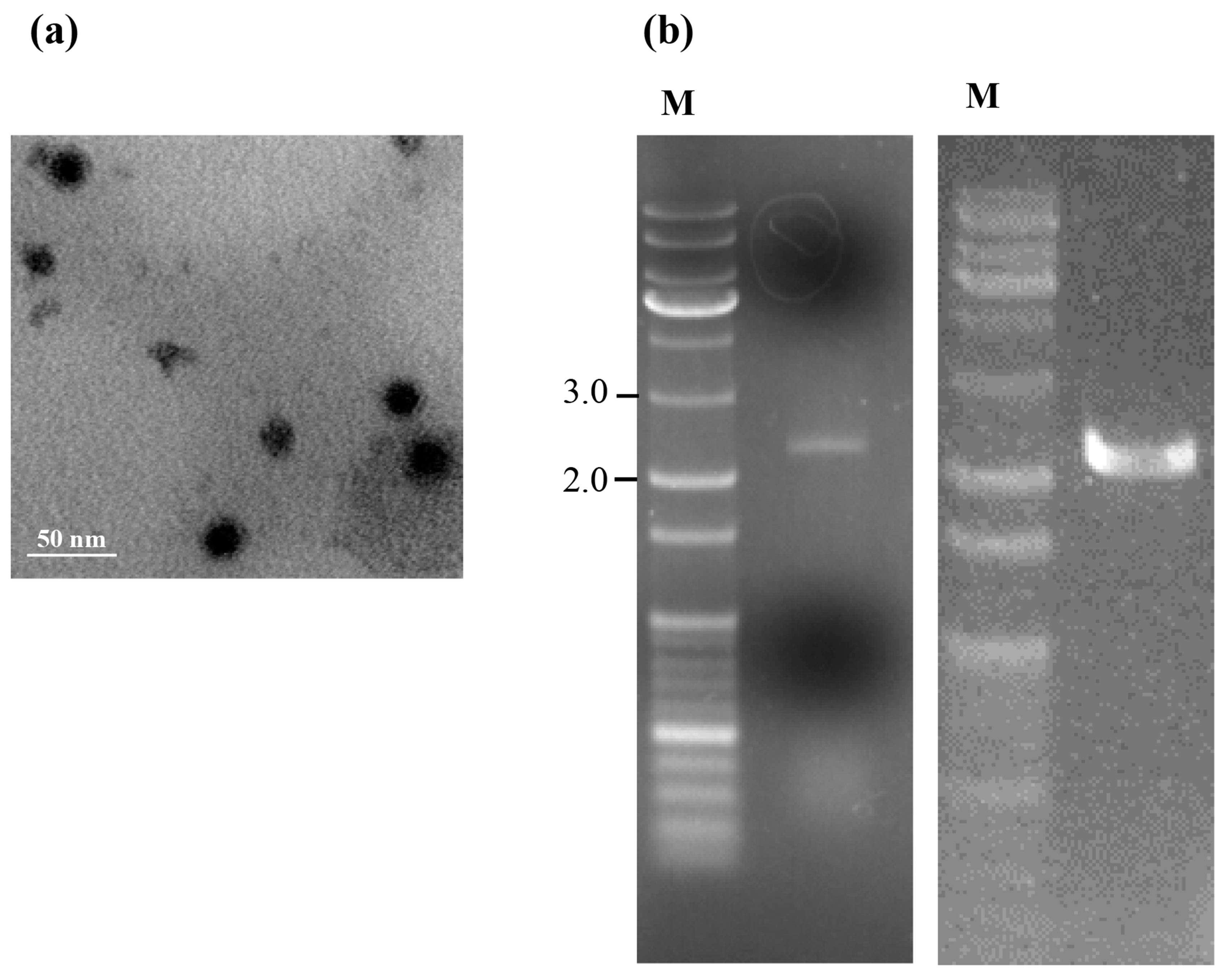 Viruses 10 00578 g001 Viruses 10 00578 g001