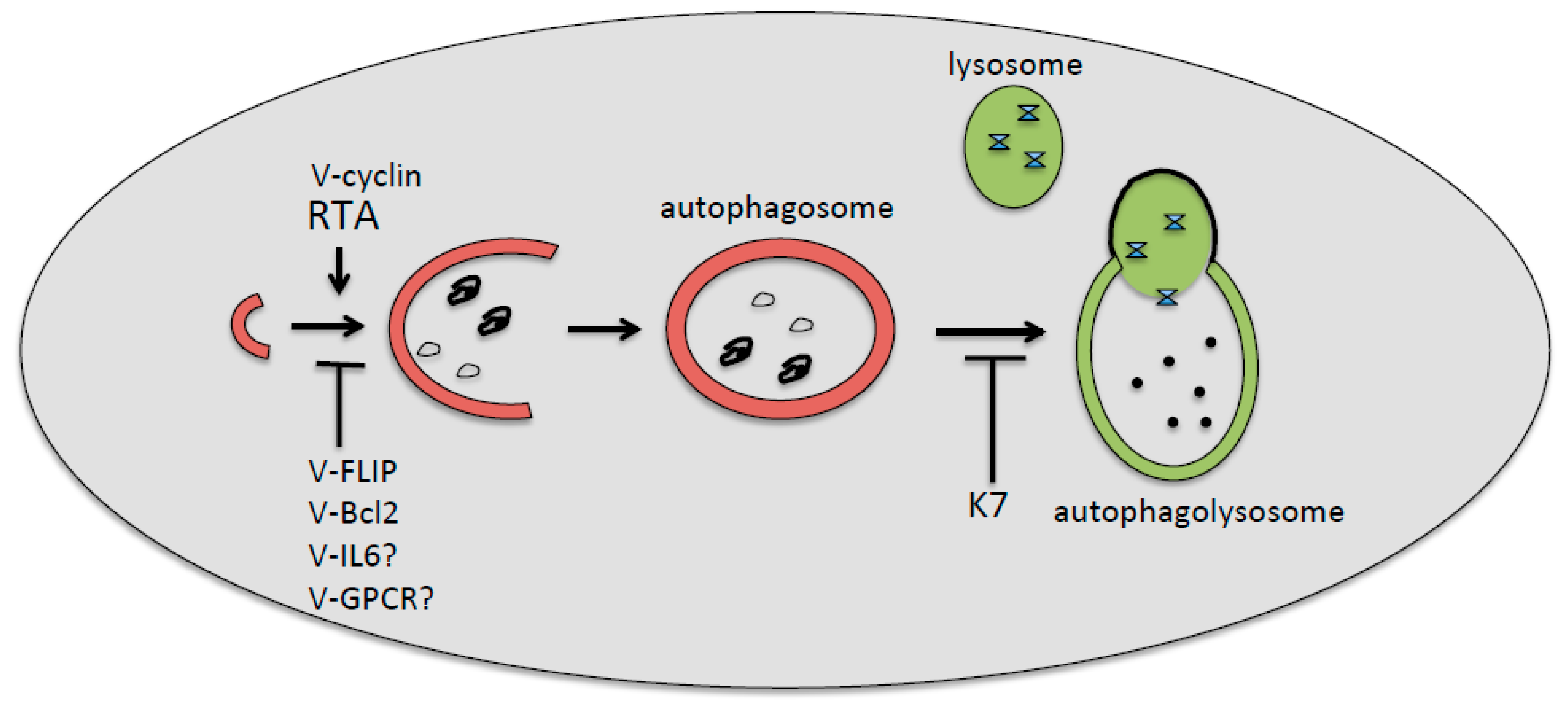 Viruses Free Full Text Ebv And Kshv Infection Dysregulates Autophagy To Optimize Viral Replication Prevent Immune Recognition And Promote Tumorigenesis Html