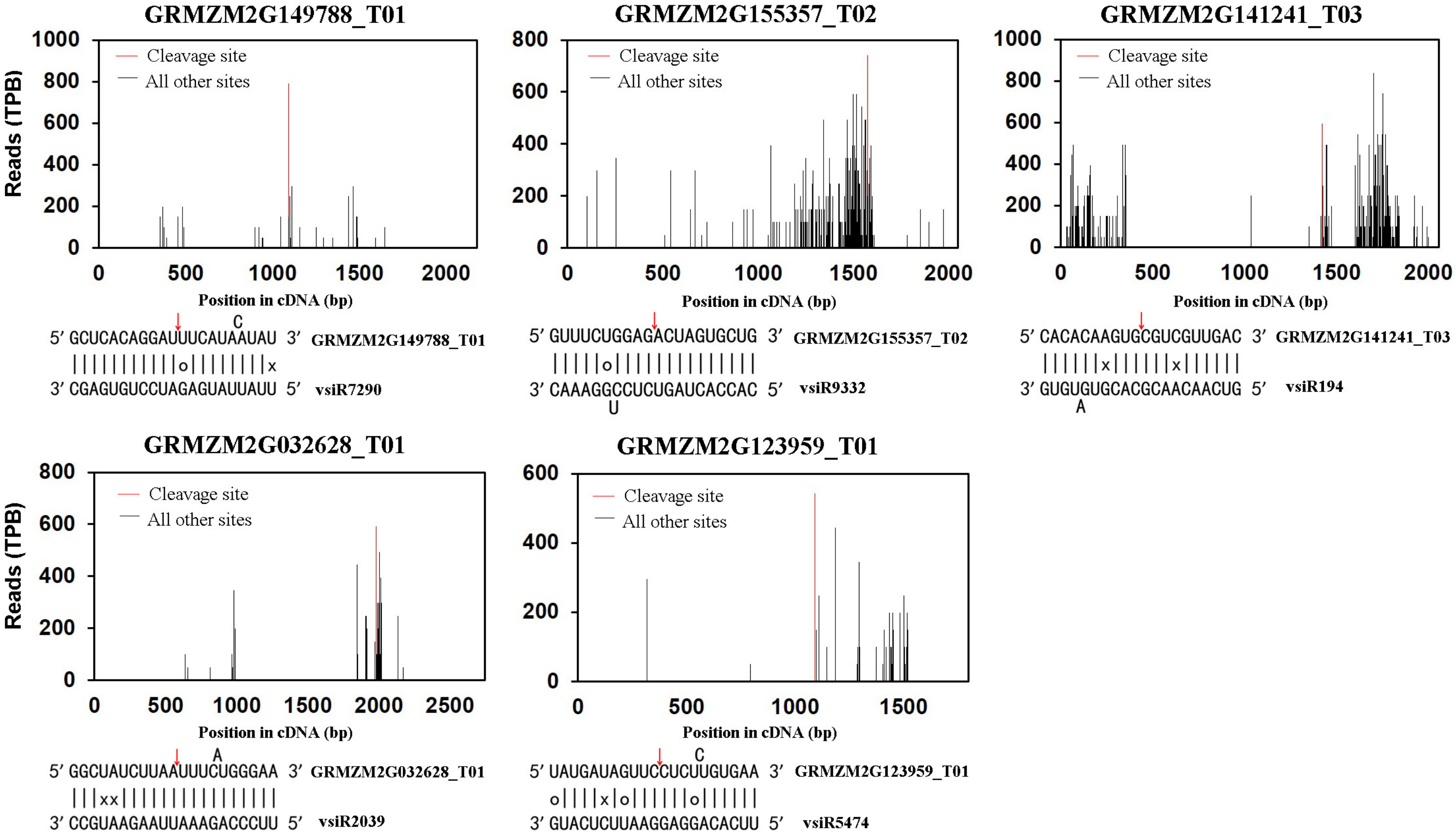 Viruses 10 00664 g001 Viruses 10 00664 g001