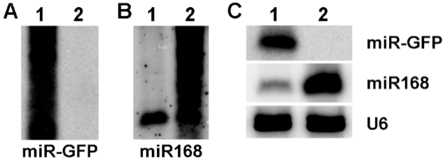 Viruses 10 00664 g004 Viruses 10 00664 g004