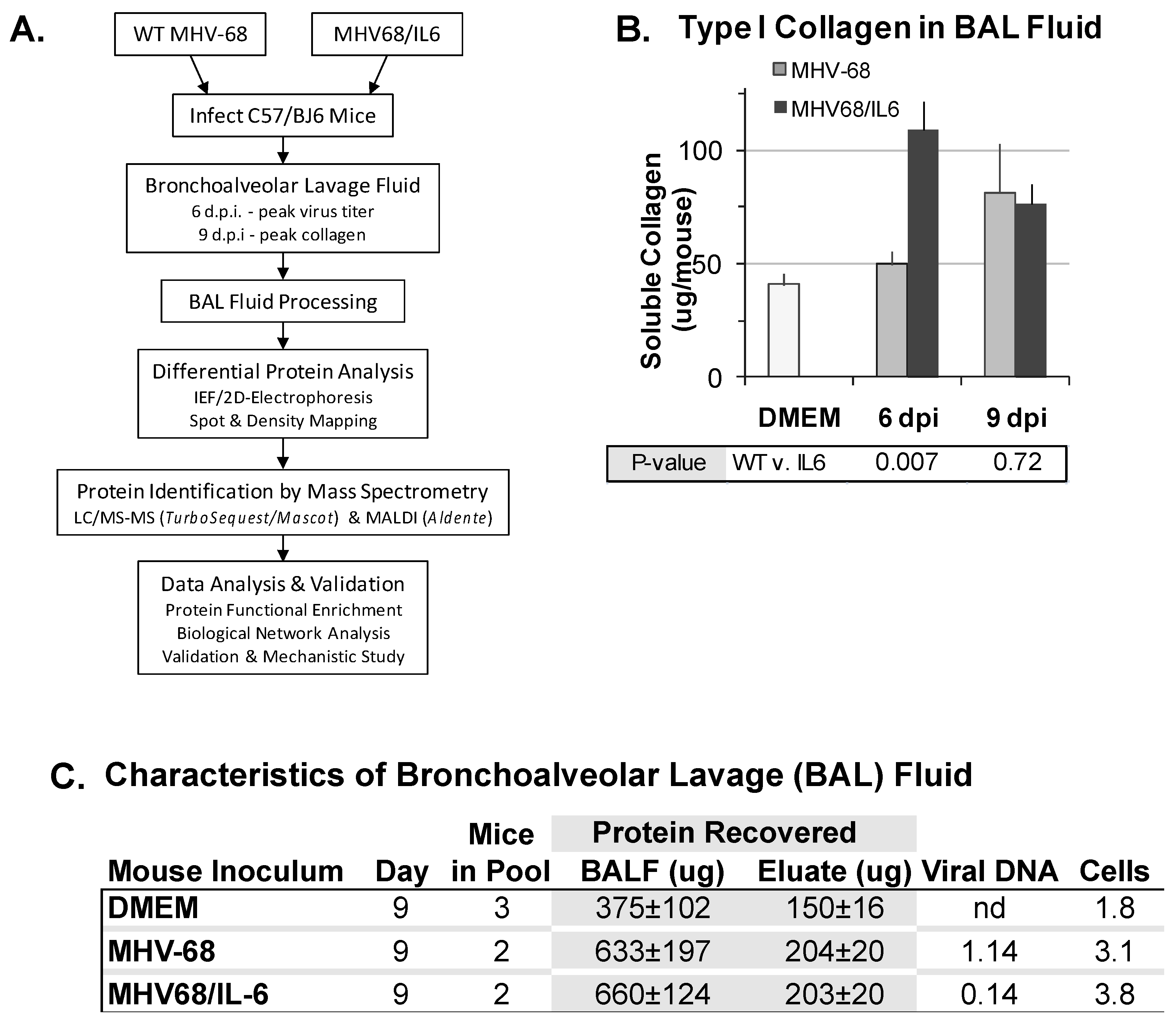 Viruses | Free Full-Text | Proteomics of Bronchoalveolar Lavage Fluid  Reveals a Lung Oxidative Stress Response in Murine Herpesvirus-68 Infection  | HTML