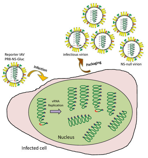 Viruses | Free Full-Text | A Mechanism Underlying Attenuation of ...