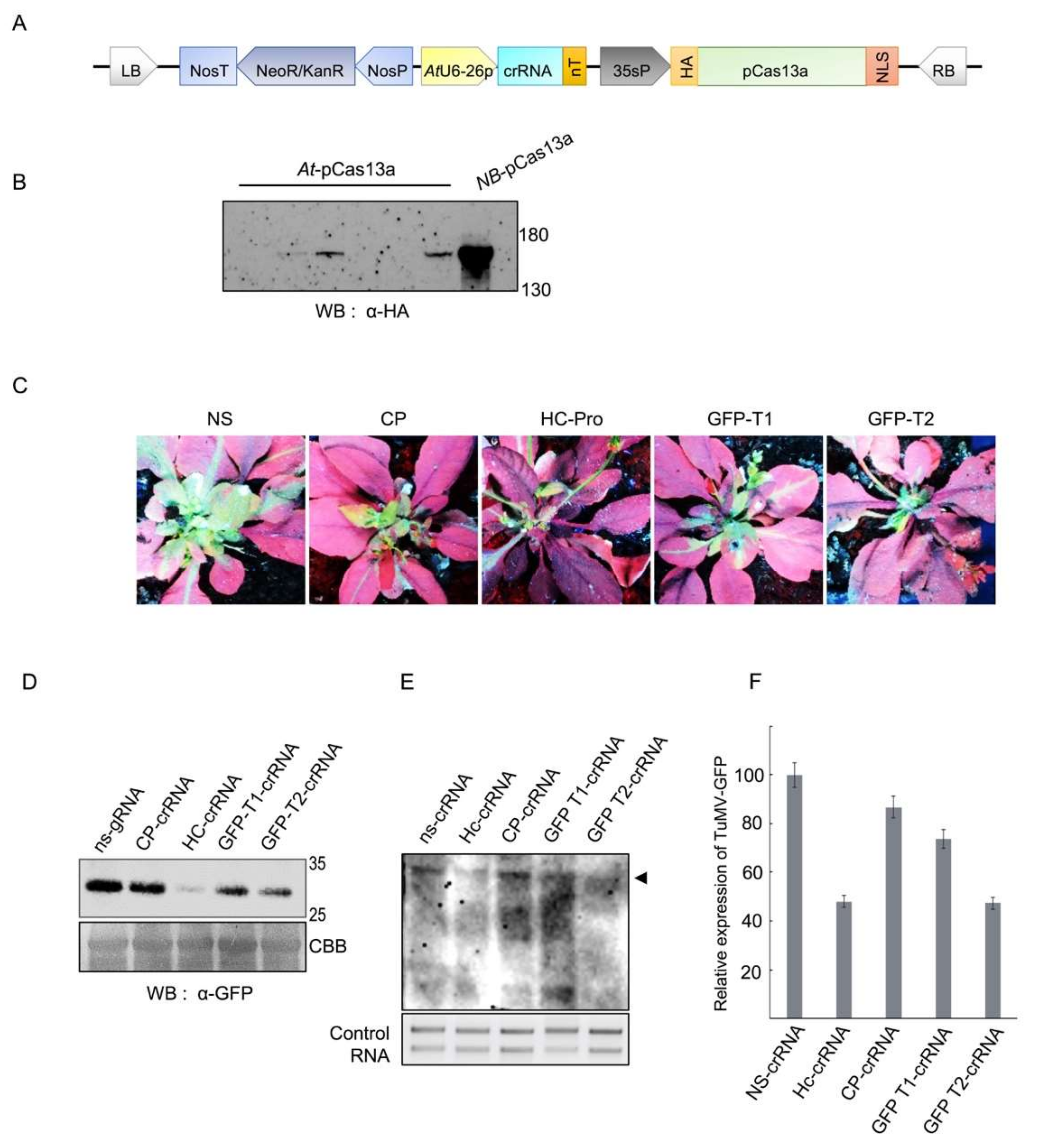 Viruses 10 00732 g001