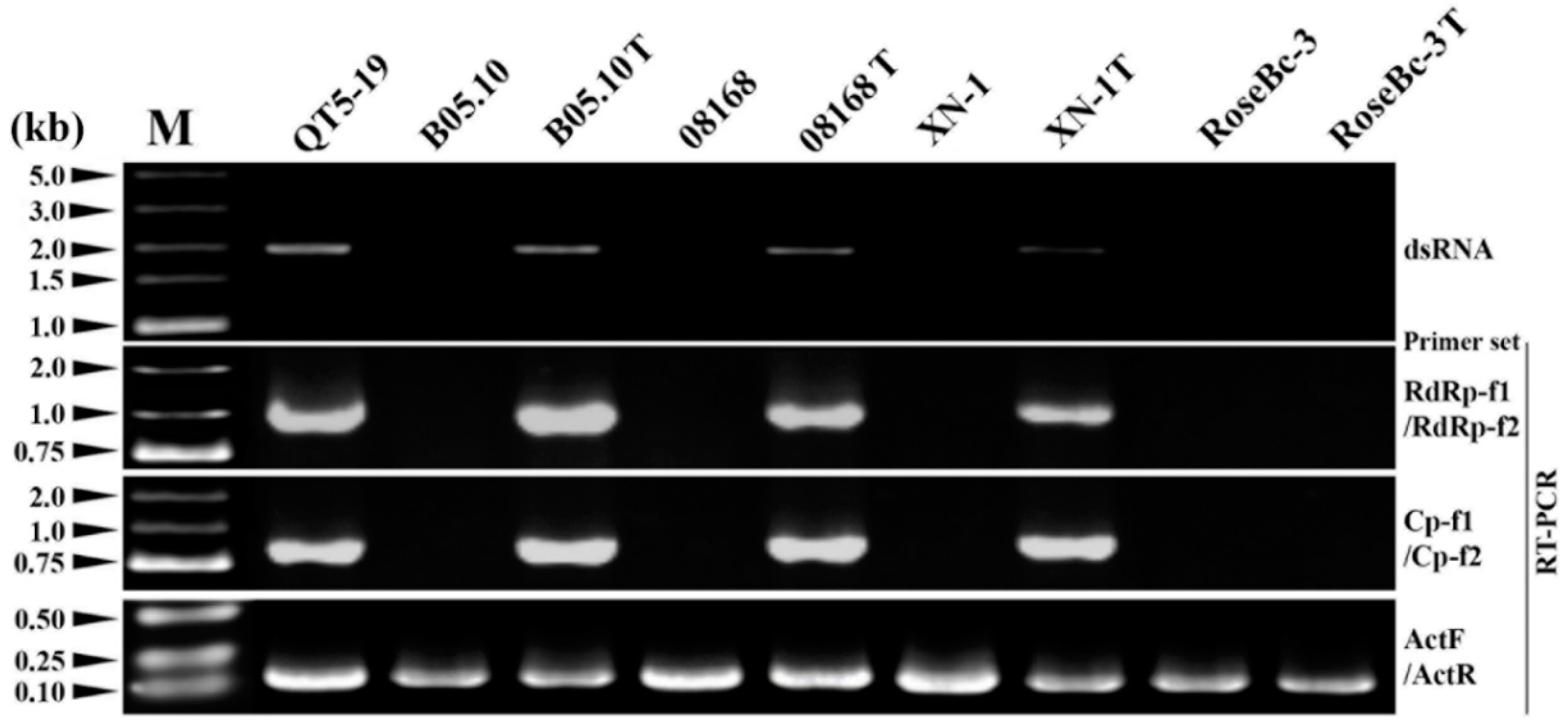 Viruses 11 00024 g009 Viruses 11 00024 g009