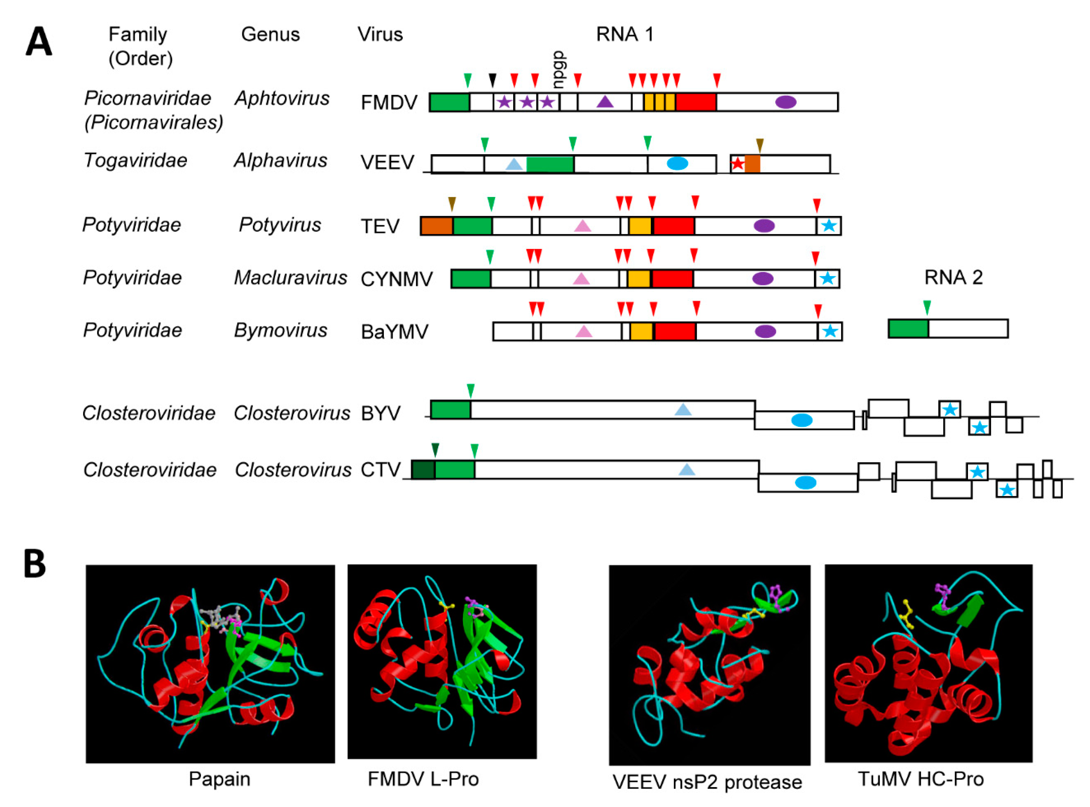 Viruses Free Full Text Expanding Repertoire Of Plant Positive