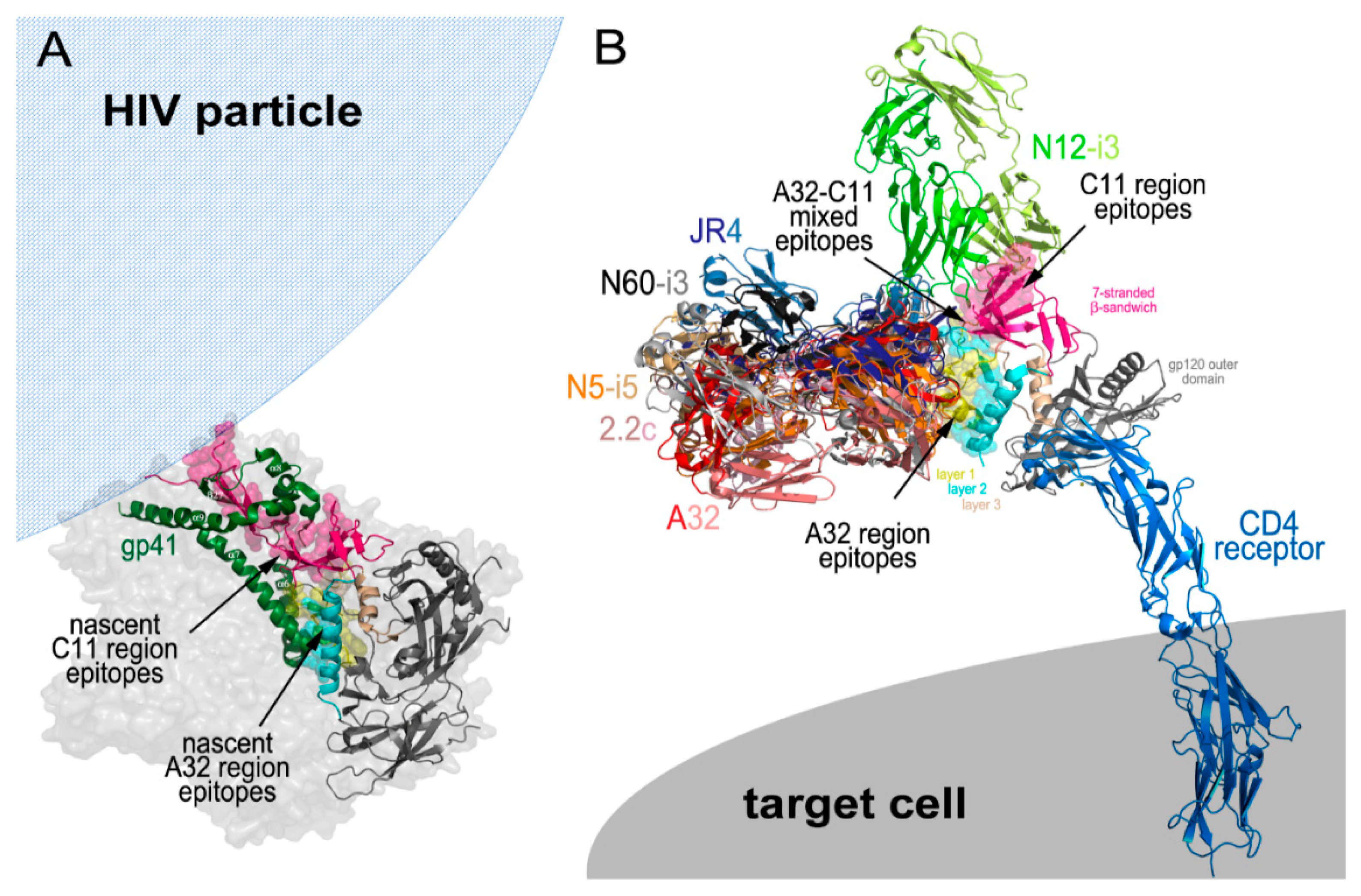 Viruses | Free Full-Text | Structural Basis for Epitopes in the gp120