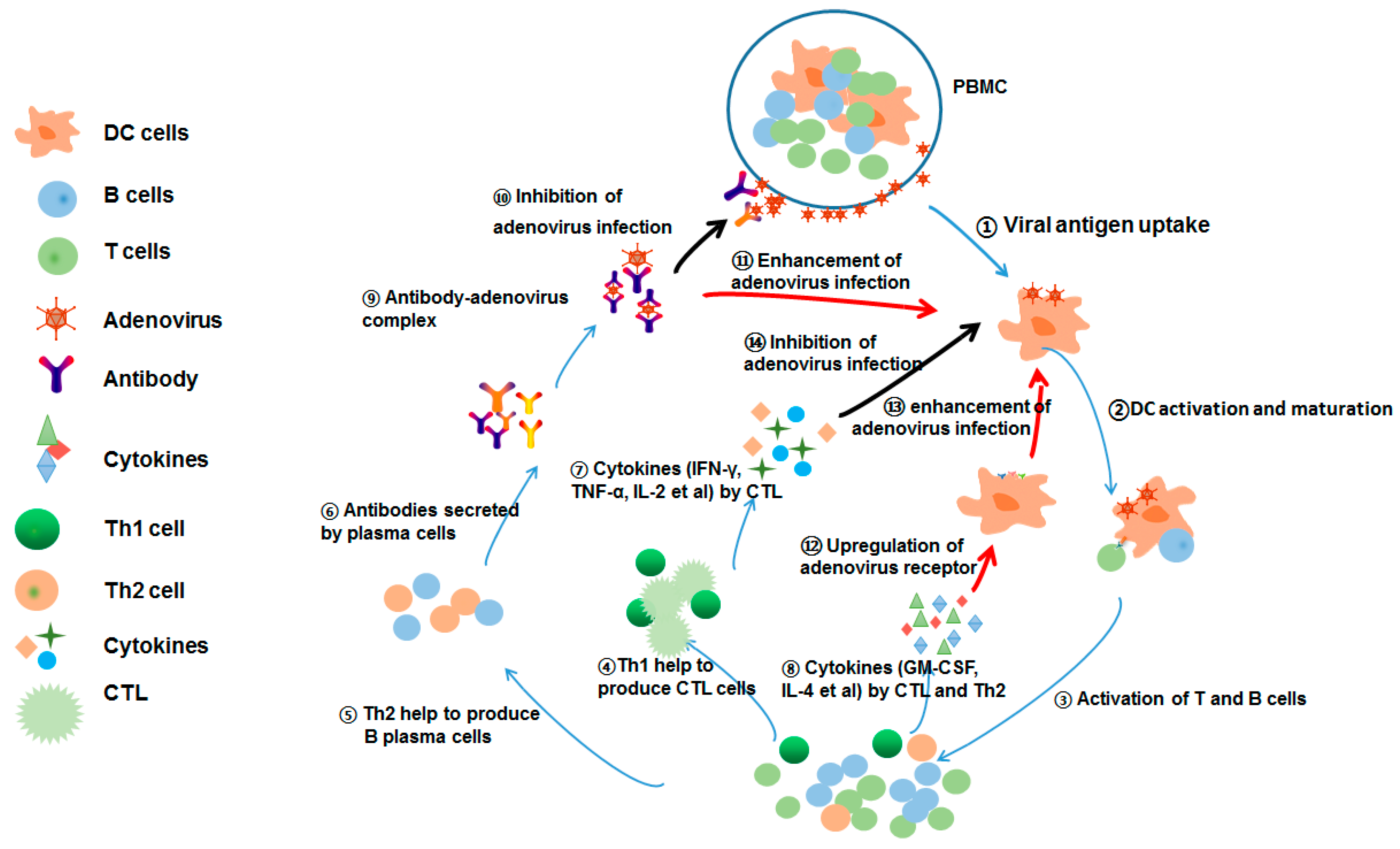 Adenovirus Symptoms