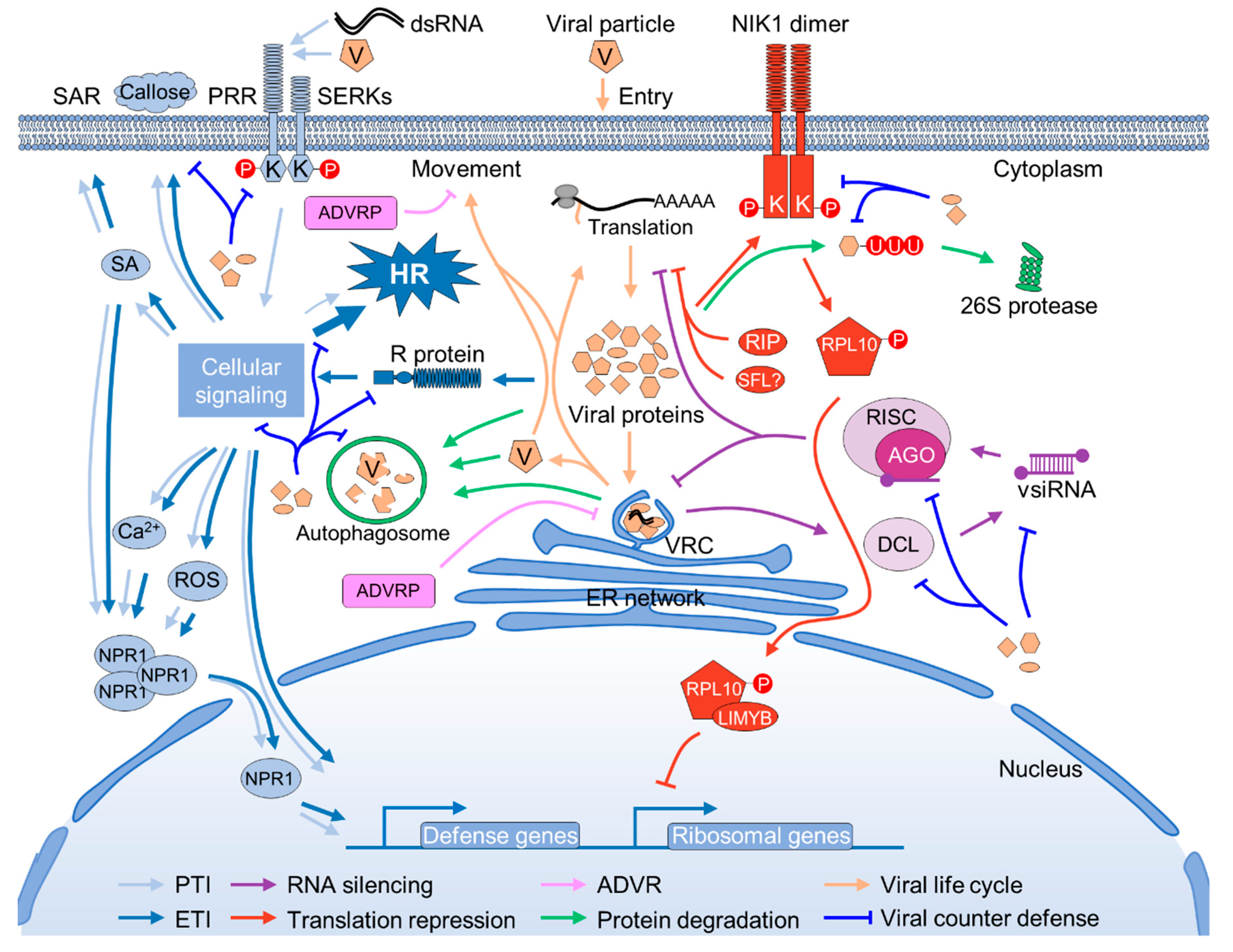 Viruses 11 00203 g001 Viruses 11 00203 g001