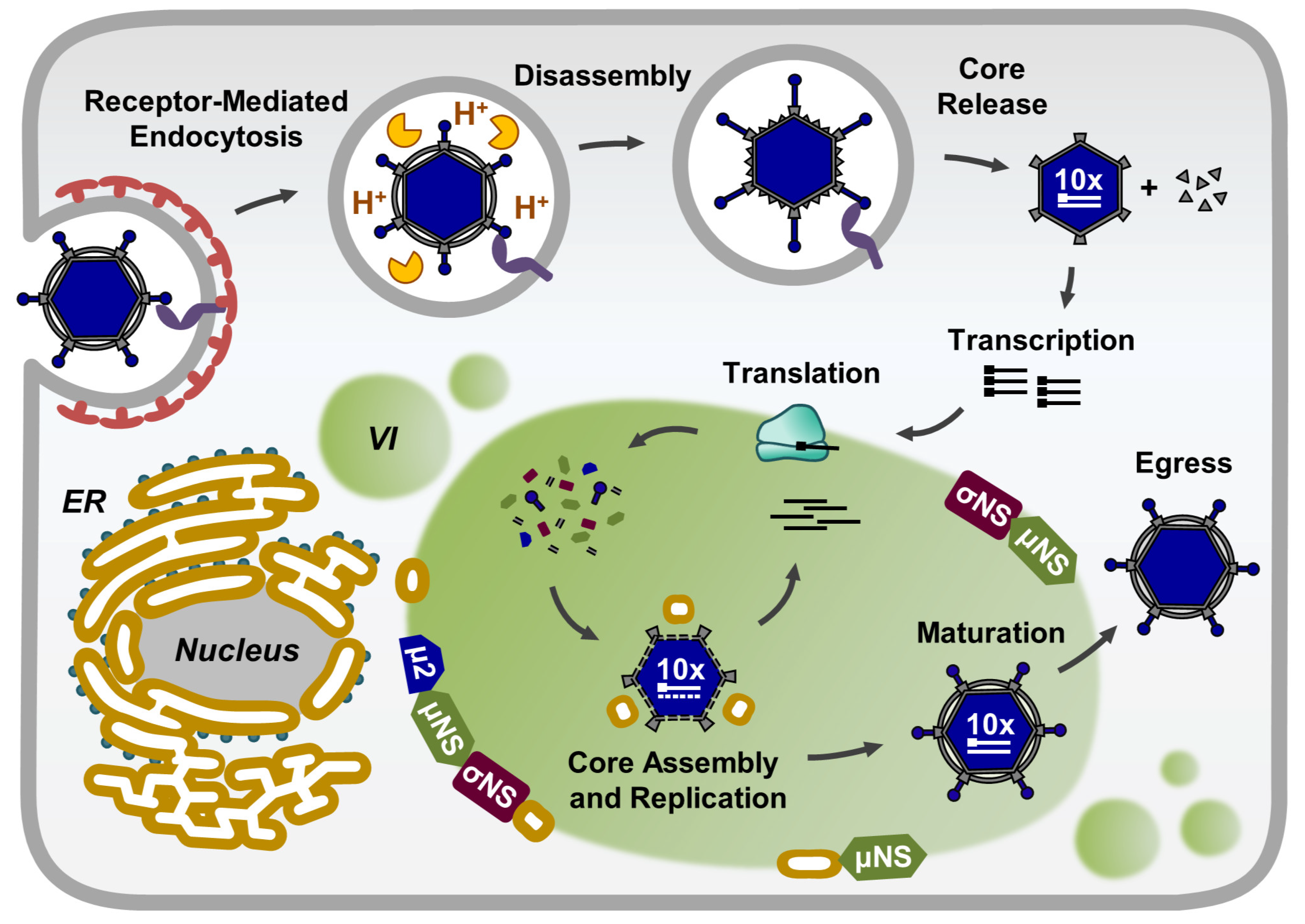 Viruses Free Full Text Function Architecture And Biogenesis Of Reovirus Replication Neoorganelles Html
