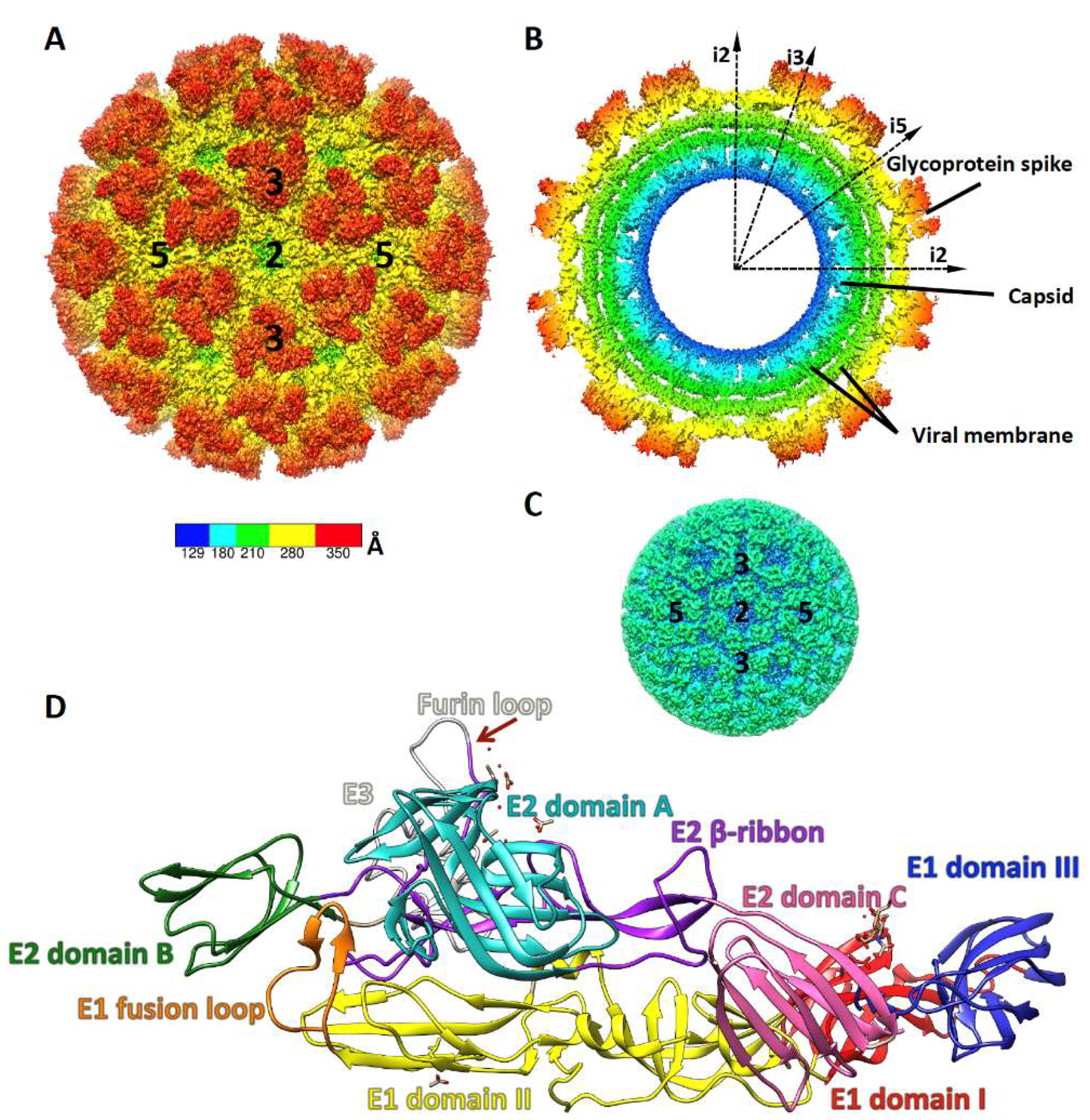 Viruses | Free Full-Text | Antiviral Functions of Monoclonal Antibodies  against Chikungunya Virus | HTML