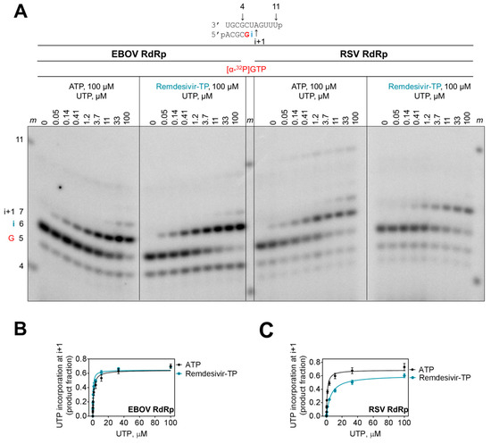 Viruses Free Full Text Mechanism Of Inhibition Of Ebola Virus Rna Dependent Rna Polymerase By Remdesivir Html