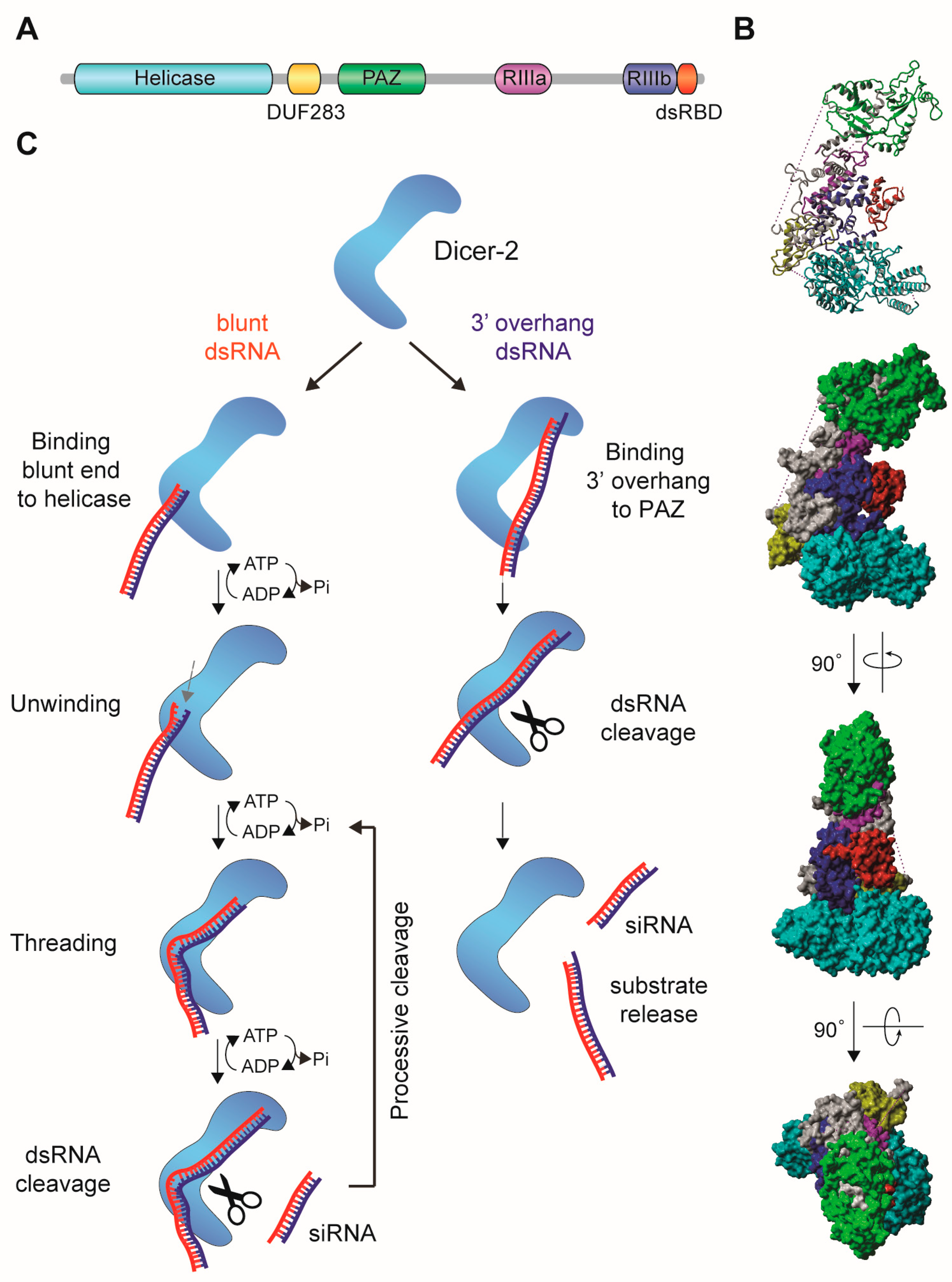 Viruses Free Full Text Antiviral Rnai In Insects And Mammals Parallels And Differences Html