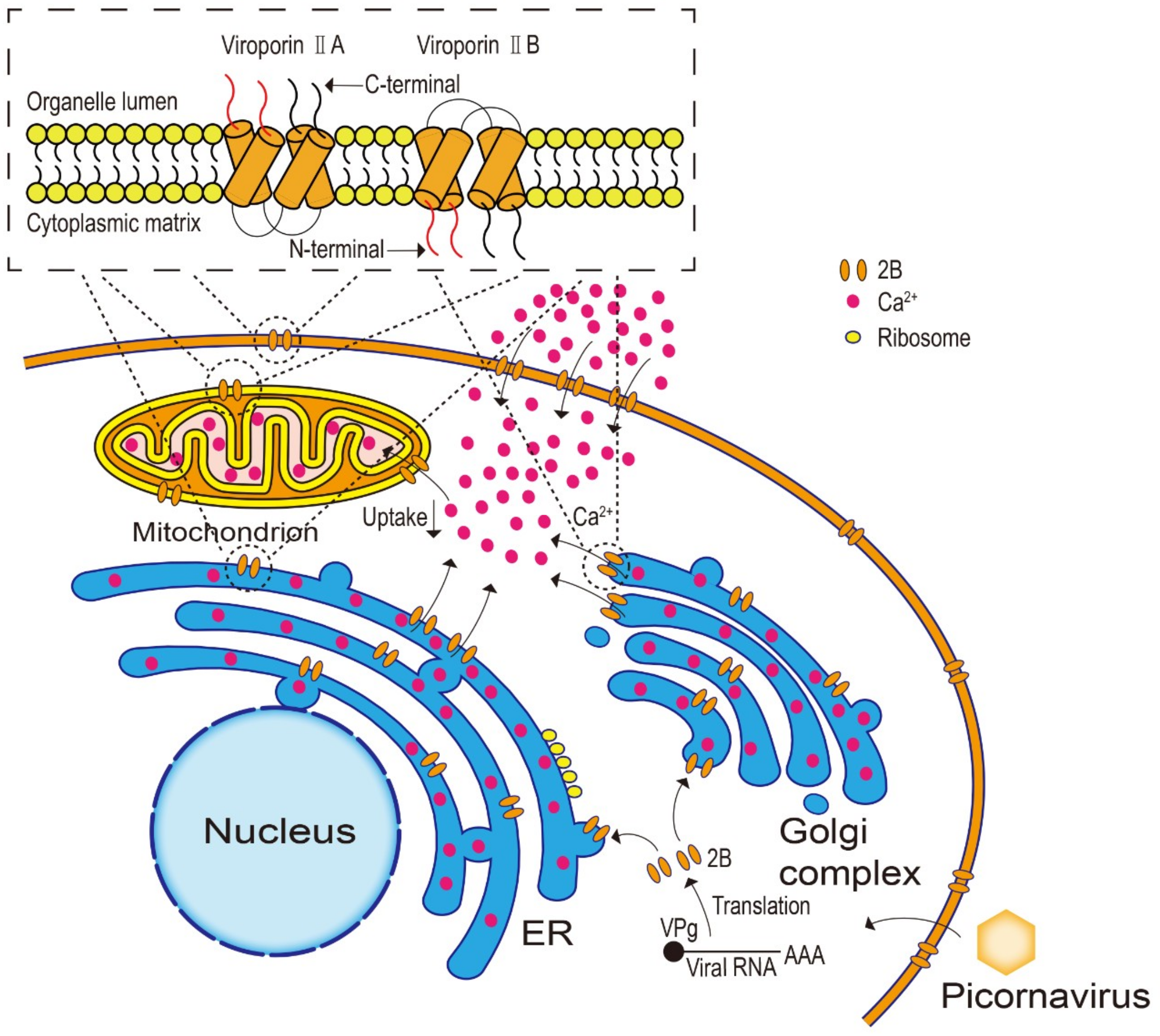 Viruses 11 00510 g001