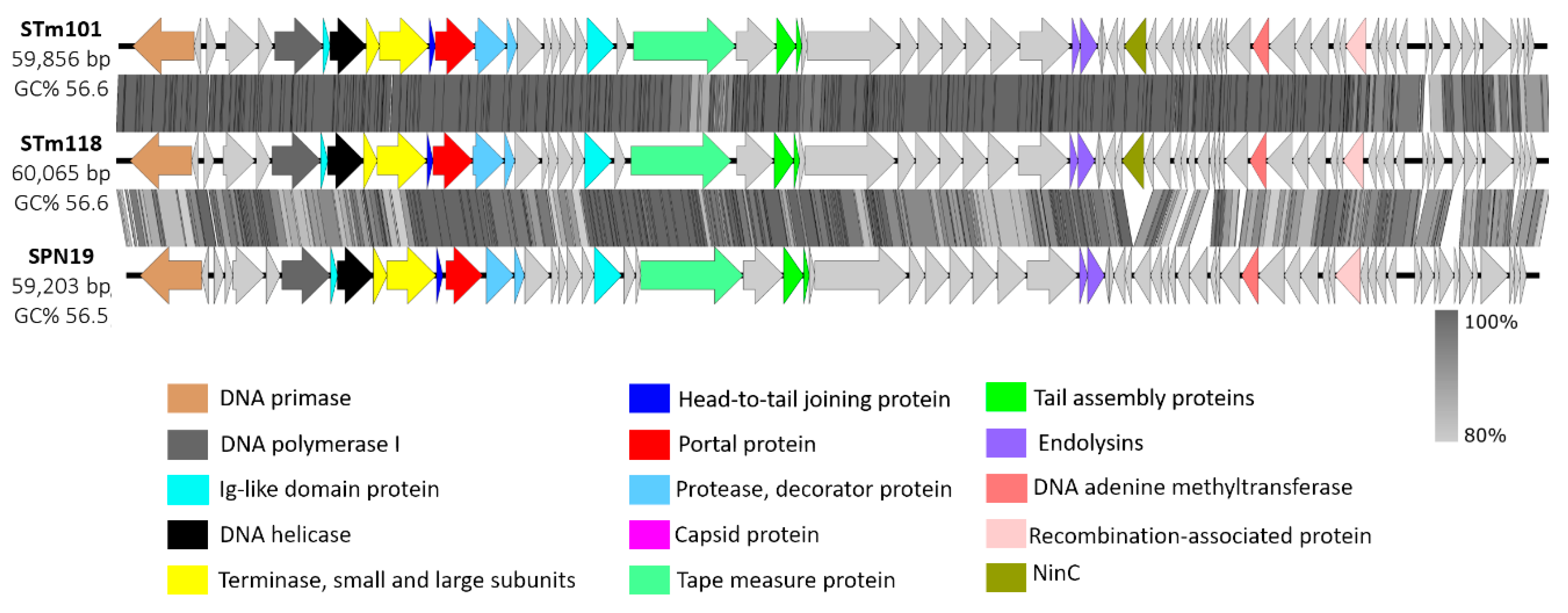 Viruses 11 00520 g003