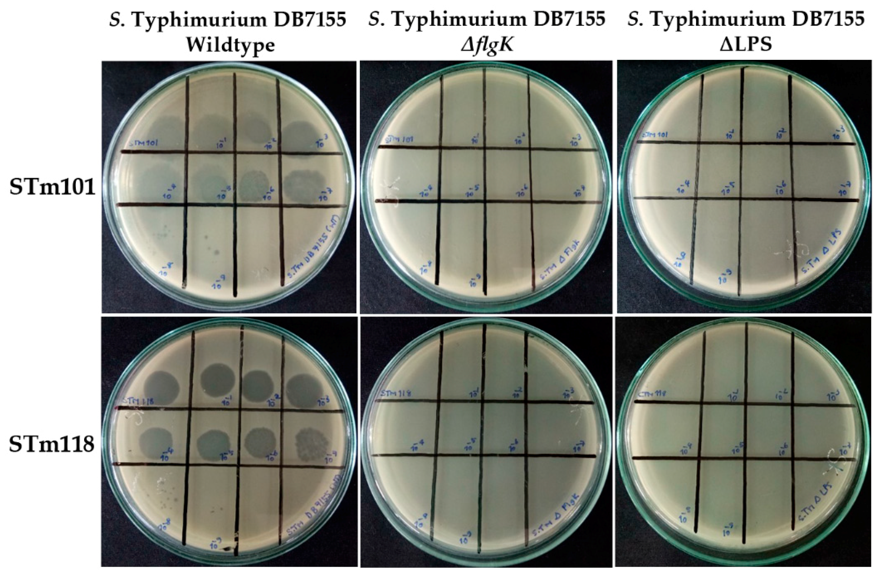 Viruses 11 00520 g005