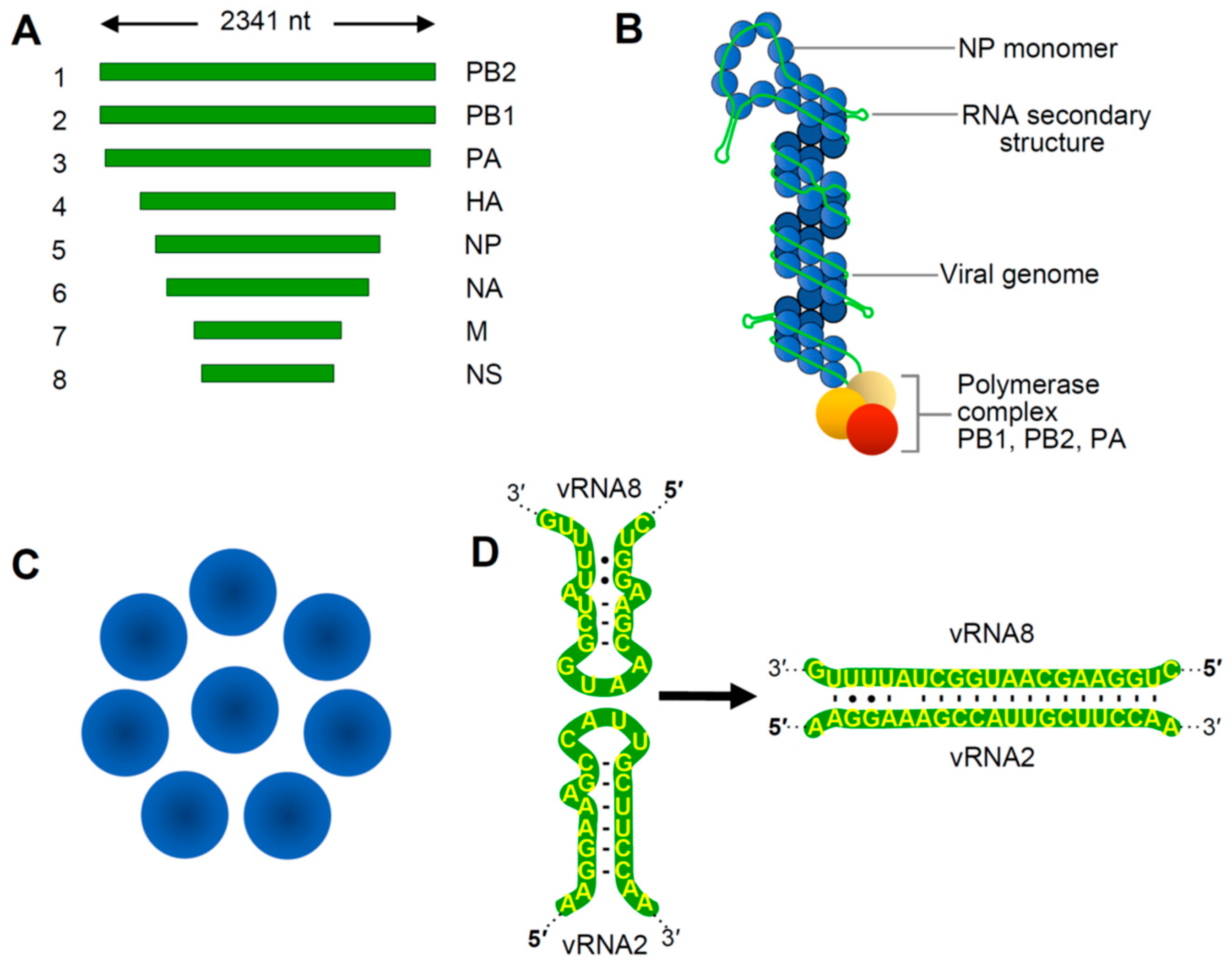 Viruses Free Full Text Trans Acting Rna Rna Interactions In Segmented Rna Viruses Html