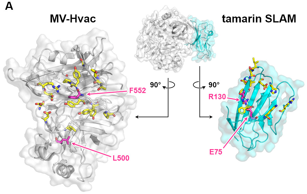 Viruses 11 00761 g004a Viruses 11 00761 g004a