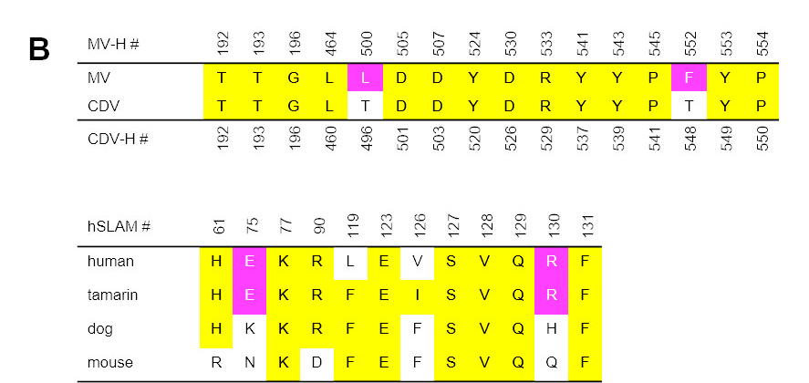 Viruses 11 00761 g004b Viruses 11 00761 g004b