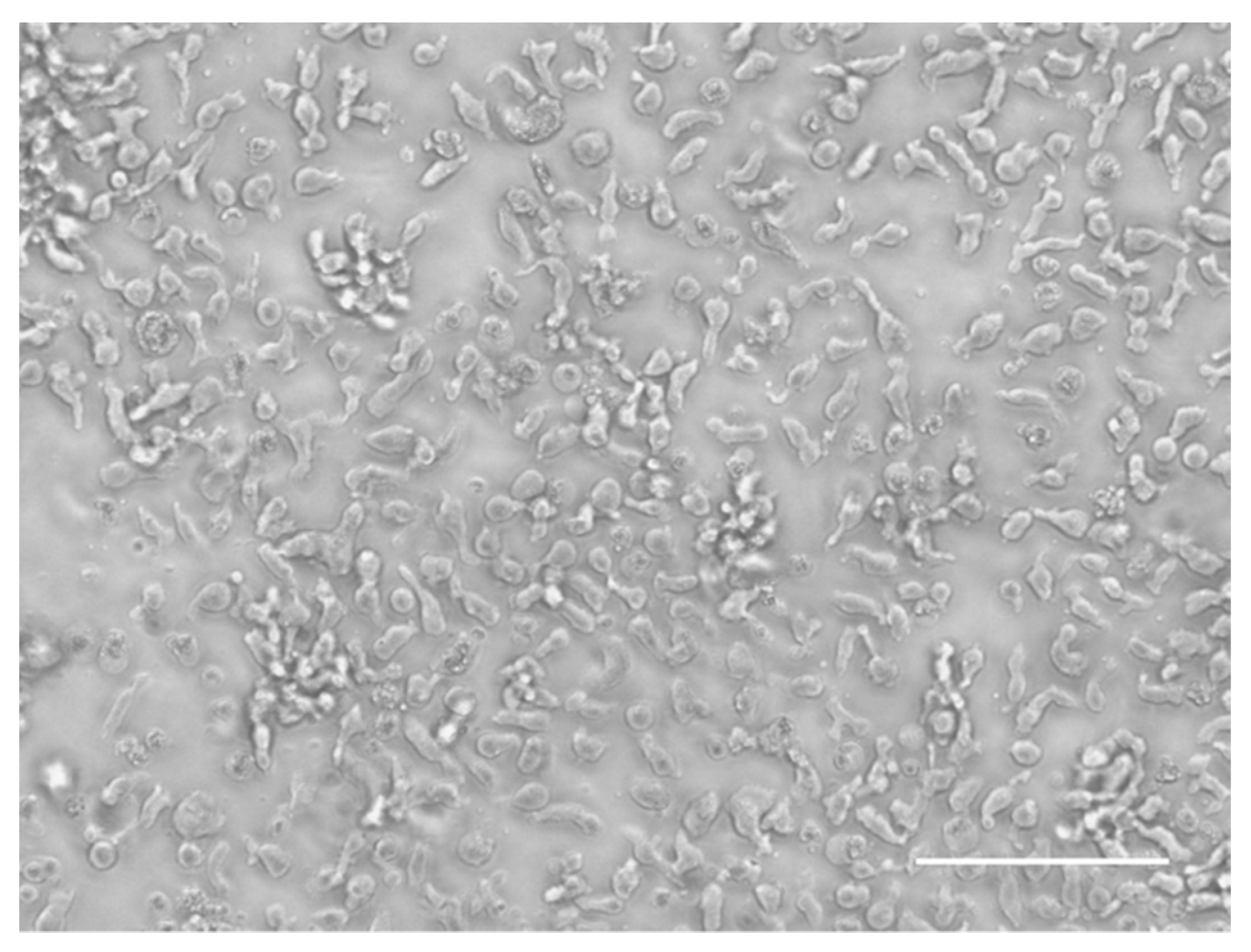 Viruses 11 00813 g001 Viruses 11 00813 g001